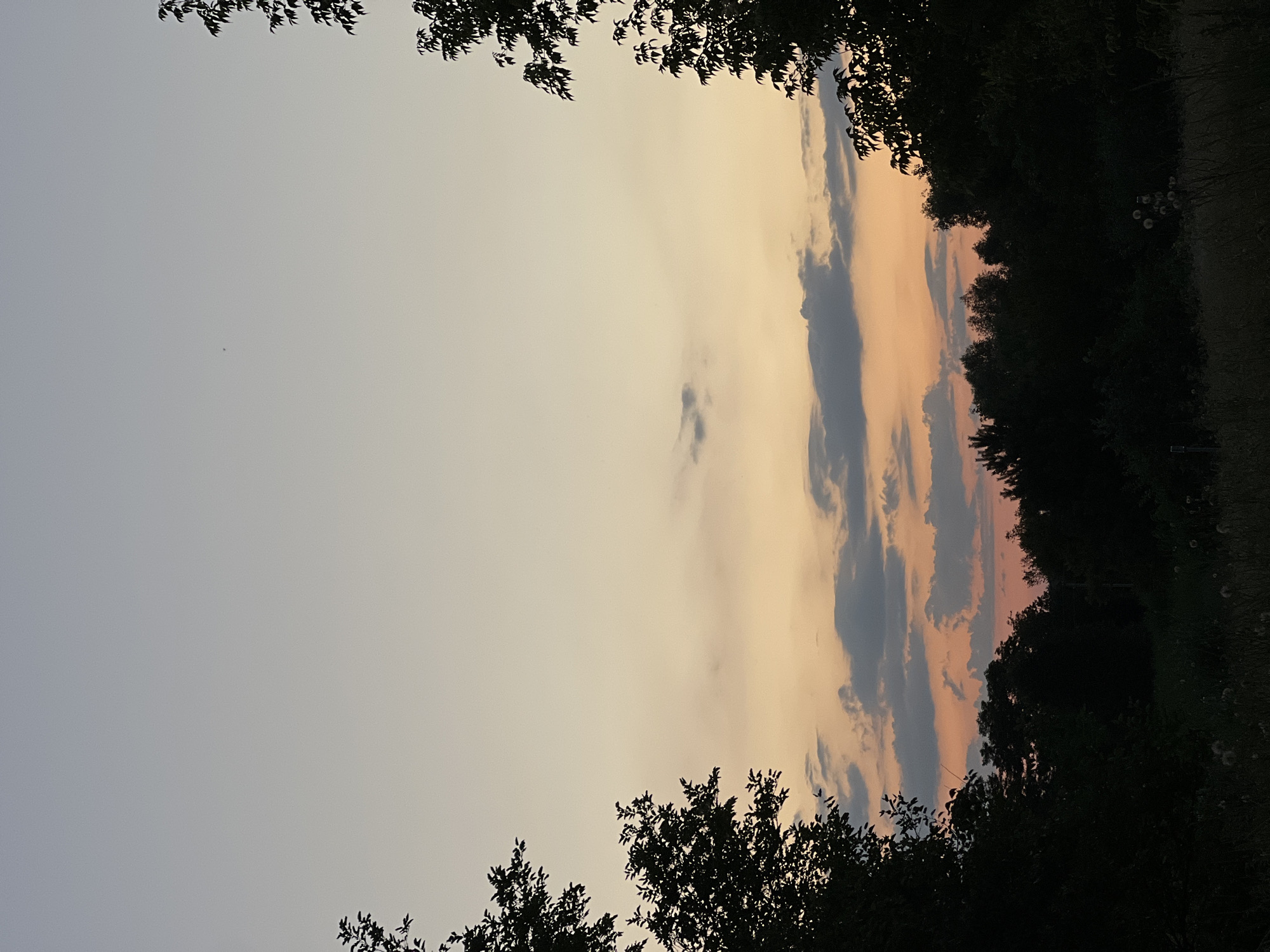 This is a photograph of a sky with clouds at sunset, seen from a low angle. The sky is a gradient of pale grey to warm orange and pink near the horizon. Dark silhouettes of trees frame the top and right sides of the image. A few scattered, fluffy white seed heads, possibly dandelions, are visible in the dark grass on the right. The image has a peaceful and serene mood, evoking the quiet of dusk.