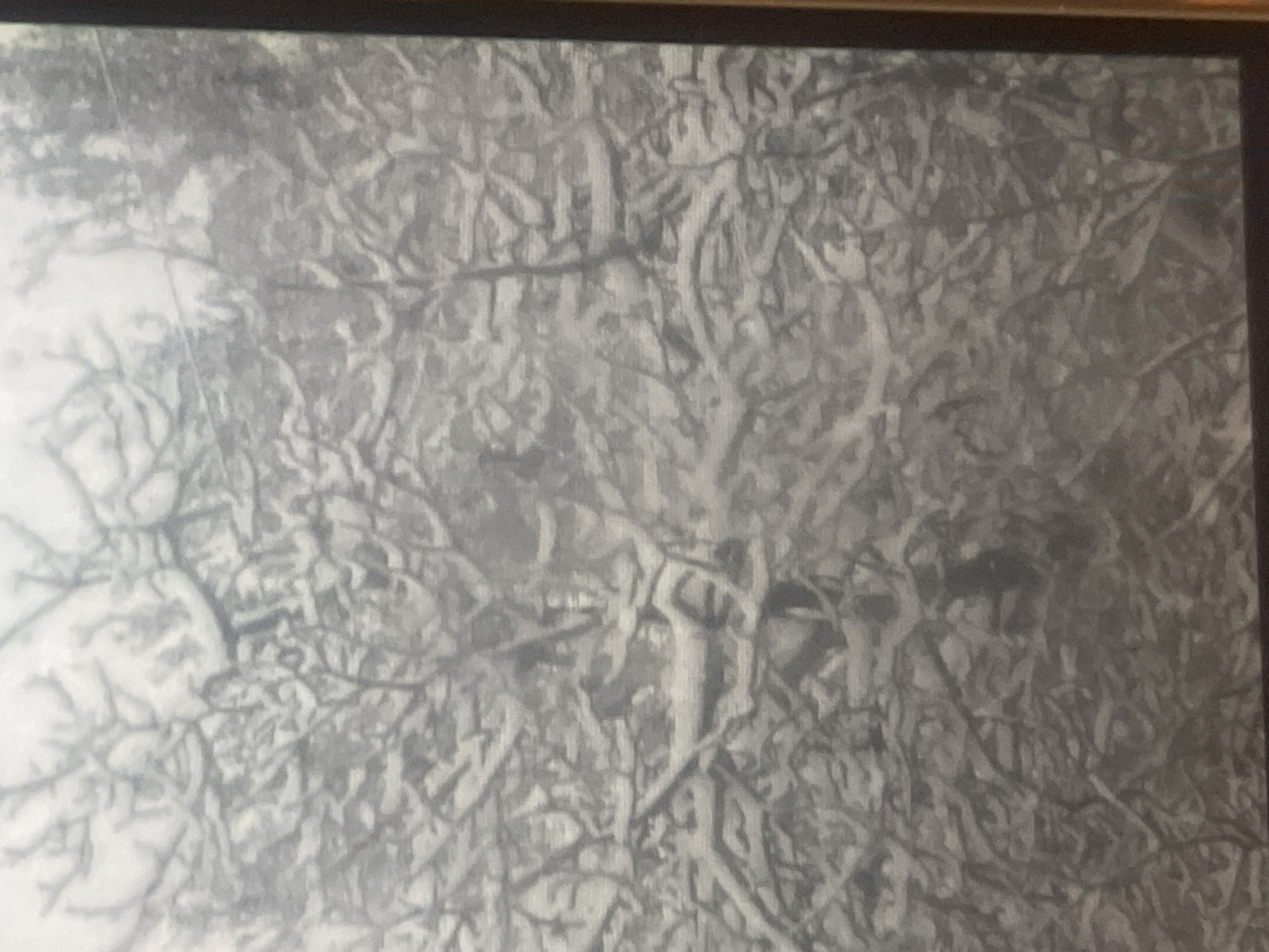 This is an old, likely monochromatic, photograph depicting a dense and intricate network of tree branches. The scene is dominated by a complex web of thin, bare branches, suggesting a winter landscape or a close-up of a tree canopy without foliage. The branches crisscross and overlap extensively, creating a highly textured and somewhat abstract pattern across the entire frame.
The photograph has a faded, grainy quality, characteristic of older prints. There are variations in light and shadow, highlighting the contours and depth of the branch structure. Some areas appear brighter, suggesting light filtering through, while others are darker, indicating deeper thickets of branches or shadows. No distinct human figures, animals, or specific man-made objects are discernible. The focus is entirely on the natural, organic forms of the trees.
The overall impression is one of natural complexity and dormancy, typical of a forest in a colder season. Given the location context of Poltava, Ukraine, it could represent a common arboreal scene from the region. No visible text is present in the image.