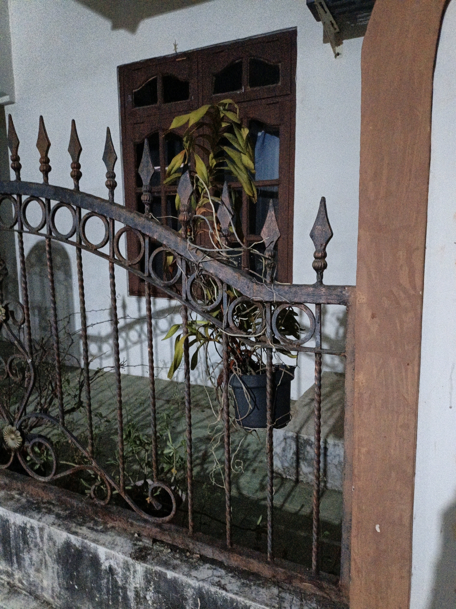 The image shows a weathered, rusty wrought iron fence in front of a white wall. A wooden window with multiple panes is visible behind the fence. A potted plant with long, trailing vines hangs from the fence, partially obscuring the window. The plant appears to be an orchid or a similar epiphytic species. The fence itself is ornate, with decorative circles and pointed finials. In the foreground, a rough concrete structure runs along the base of the fence. The lighting suggests it is either dusk or nighttime, with some artificial light casting shadows. The scene is set in a residential area, likely a front yard or entryway. The location is Cikal, Indonesia. There are no people or animals visible in the image.