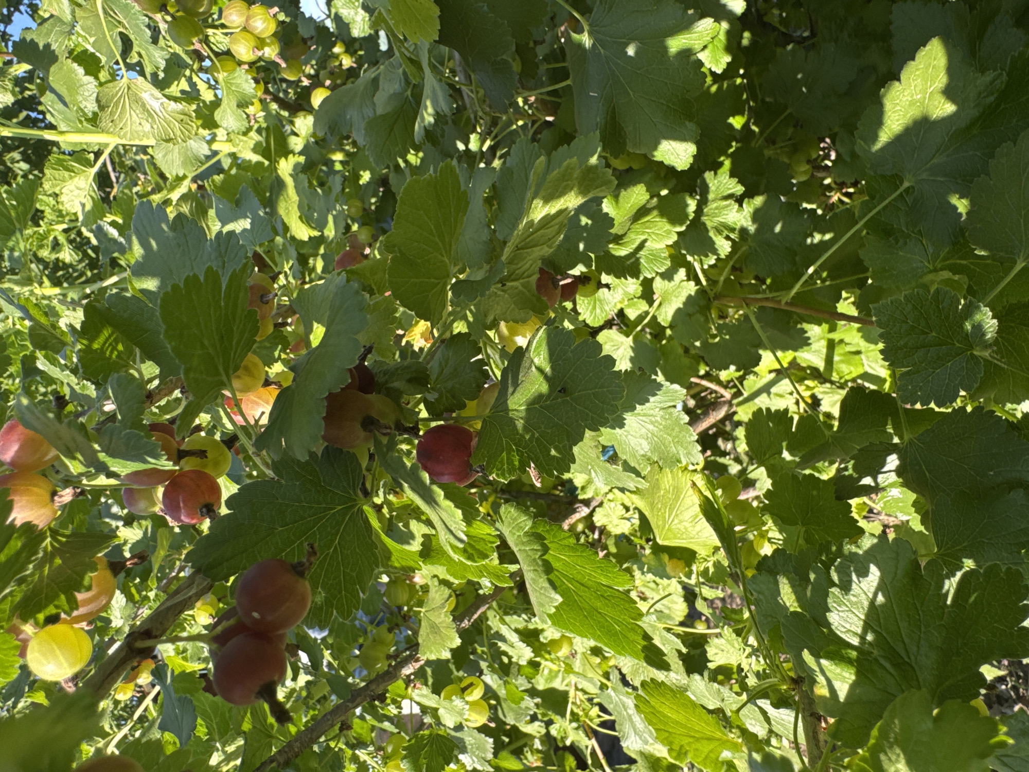 This is a close-up, overhead shot of a gooseberry bush laden with ripe and unripe berries. The berries vary in color from a pale yellow-green to a deep reddish-brown, indicating different stages of ripeness. The leaves of the bush are a vibrant green, with some showing the characteristic lobed shape of gooseberry leaves. Sunlight filters through the foliage, casting dappled shadows on the leaves and berries, suggesting it is daytime, likely outdoors. The background is filled with more foliage and the hints of the ground, suggesting a garden or natural setting. There is no text visible in the image. The focus is on the natural beauty of the ripening fruit and the lush greenery of the bush. The scene evokes a sense of abundance and the freshness of nature.
