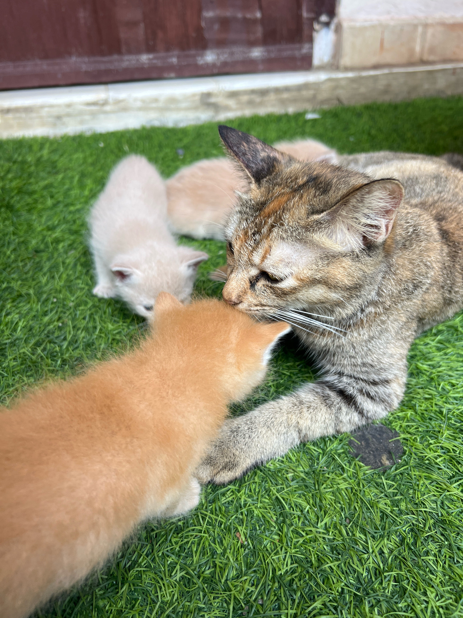 A calico cat lies on artificial turf in front of a building. Two kittens, one light cream and one ginger, are nuzzling the calico cat. The calico cat appears to be touching the ginger kitten with its nose. The background shows a building with brown siding and a concrete walkway.