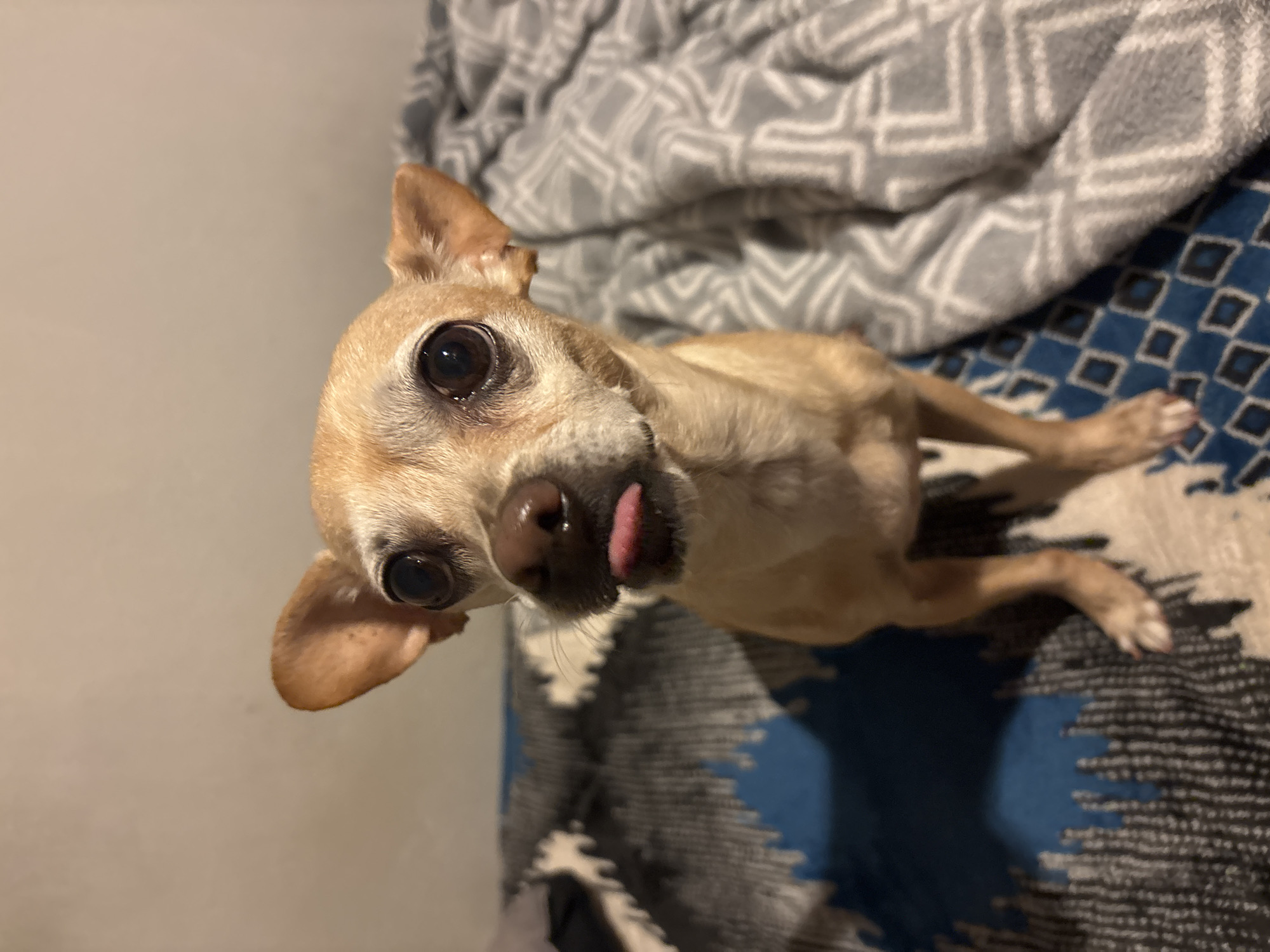 A tan chihuahua lies on a blue and gray patterned bedspread, its tongue slightly protruding. The dog's large, dark eyes look up at the camera. A gray and white patterned blanket is draped behind the dog. A neutral-colored wall is visible in the background. There is no indication of the location being San Juan Cuautlancingo, Mexico.