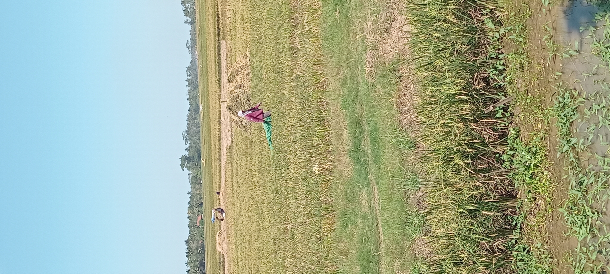 This image depicts a rural scene in Paledah, Indonesia, focusing on a rice field during harvest. In the foreground, a person wearing a dark reddish-brown shirt and a white head covering is walking through the field, pulling a green tarp. Behind them, further into the field, are several other individuals tending to harvested rice stalks, with some carrying bundles. The landscape is characterized by vast expanses of harvested and partially harvested rice paddies, with a clear blue sky overhead. The presence of palm trees and other vegetation in the background suggests the tropical climate of the region. The overall impression is one of agricultural activity in a sunny, outdoor environment.