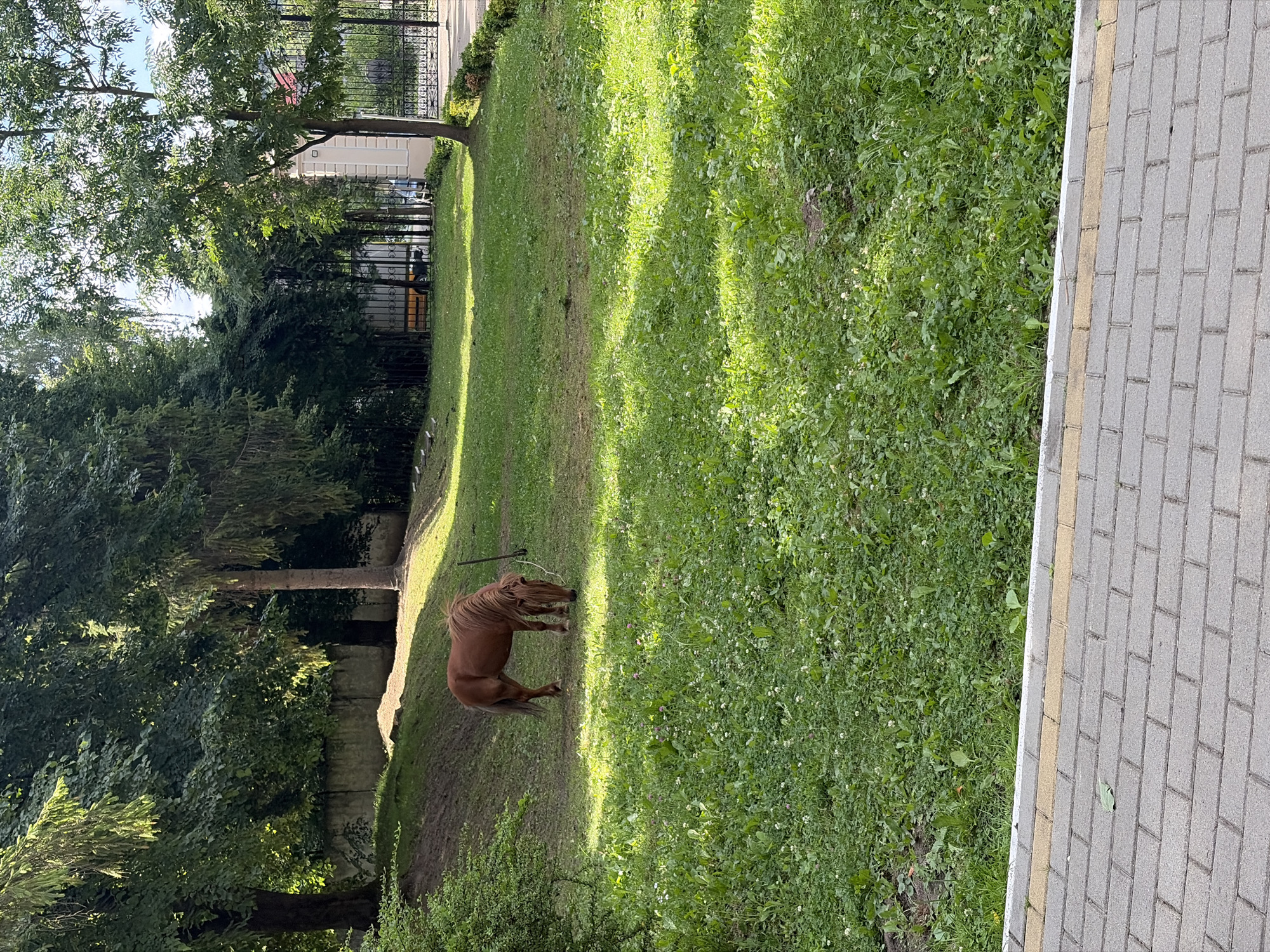 A light brown pony grazes in a grassy field, with lush green trees forming a backdrop. The pony is positioned in the middle left of the frame, facing away from the camera and towards the left, with its head down as if eating. Sunlight casts dappled shadows across the field, highlighting patches of clover and other wildflowers. In the background, a low concrete wall runs along the base of a sloped hill, and beyond that, a black metal fence encloses a park-like area with a white building and trees. A paved walkway with a yellow stripe runs along the bottom edge of the image. The scene is peaceful and natural, suggesting a rural or park setting within a city.