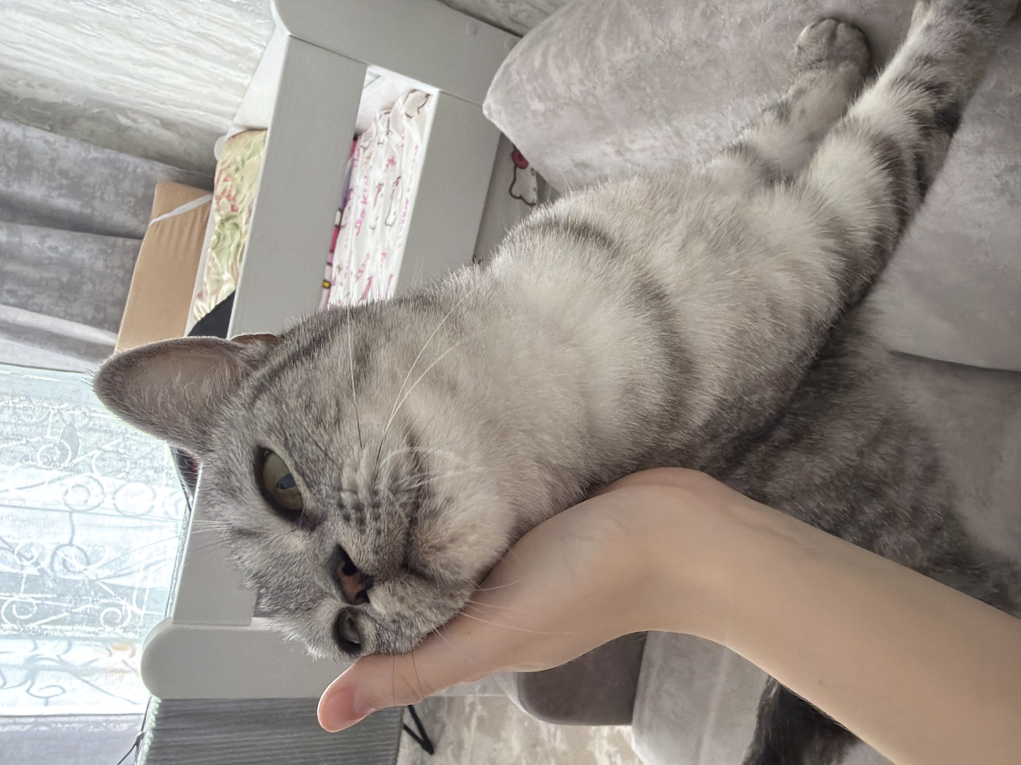 A light gray and dark gray tabby cat is lying on its side in an indoor environment. A person is holding the cat's head with their hand. The background includes a white bed frame and pillow. A window is partially visible behind the cat. The location is assumed to be Noviy, Russia, although there is no definitive visual evidence to confirm this.