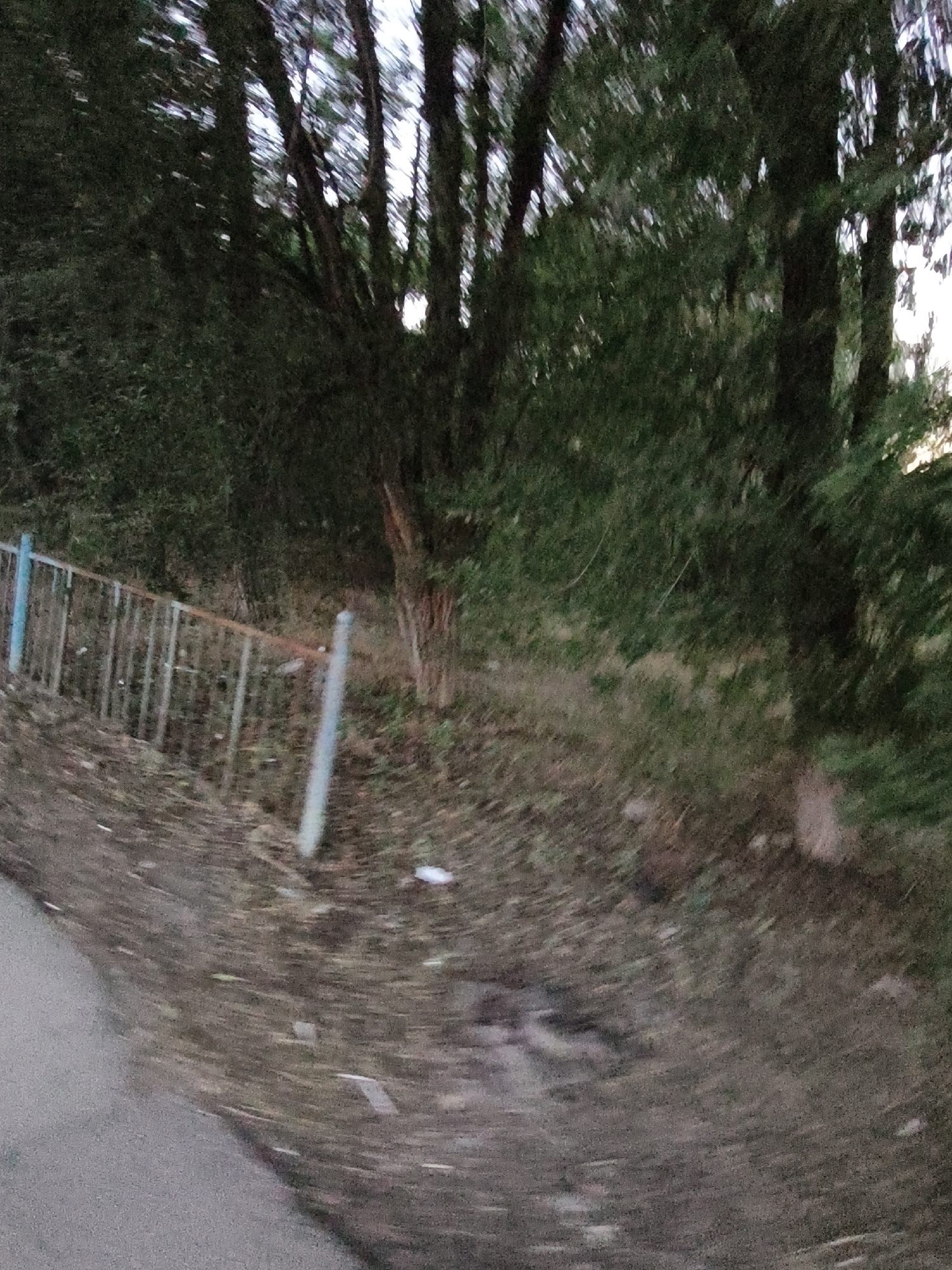 The image depicts a blurred outdoor scene, likely taken from a moving vehicle. In the foreground, a grey asphalt surface curves to the left. A weathered fence with blue and rust-colored elements runs along the middle ground, separating the asphalt from a wooded area. The fence is composed of vertical metal bars and posts. Behind the fence, a dense, dark green foliage of trees and undergrowth dominates the background. The overall lighting suggests it is either dawn or dusk. The location is identified as Aktobe, Kazakhstan.