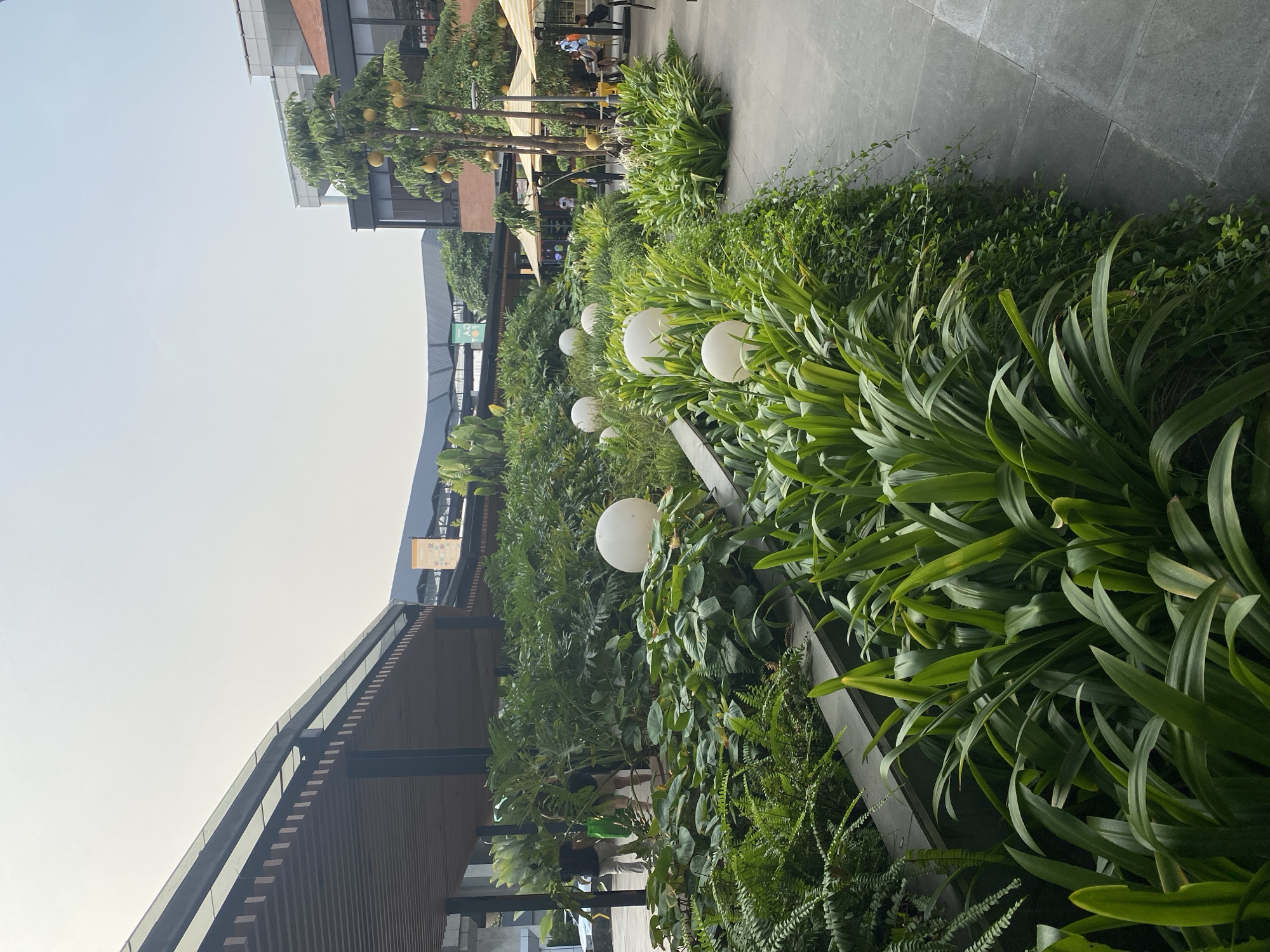 The image depicts a lush, green outdoor area, likely a part of a modern commercial or residential complex in North Jakarta, Indonesia, specifically the PIK Avenue mall. The foreground is dominated by dense, verdant foliage, with large, broad leaves of tropical plants and delicate ferns lining a raised, grey concrete planter. Several spherical, white decorative lights are interspersed within the greenery.
To the left, a covered walkway with a wooden slat ceiling and a dark metal frame extends into the distance, supported by dark pillars. Two individuals, dressed casually in dark tops and lighter pants, are walking away from the viewer beneath this structure, one carrying a green bag.
Further into the background, the architecture of PIK Avenue becomes more visible, with multi-story buildings featuring brick and glass facades. Several yellow and white striped umbrellas shade outdoor seating areas, suggesting a dining or cafe space. A tree with round, yellow fruits hangs prominently on the right side of the frame. Other people are seated at tables under the umbrellas, engaged in conversation or dining. The sky above is a pale, hazy blue, indicative of a bright, possibly humid day. The overall impression is one of a well-maintained urban oasis blending nature with contemporary architectural design.