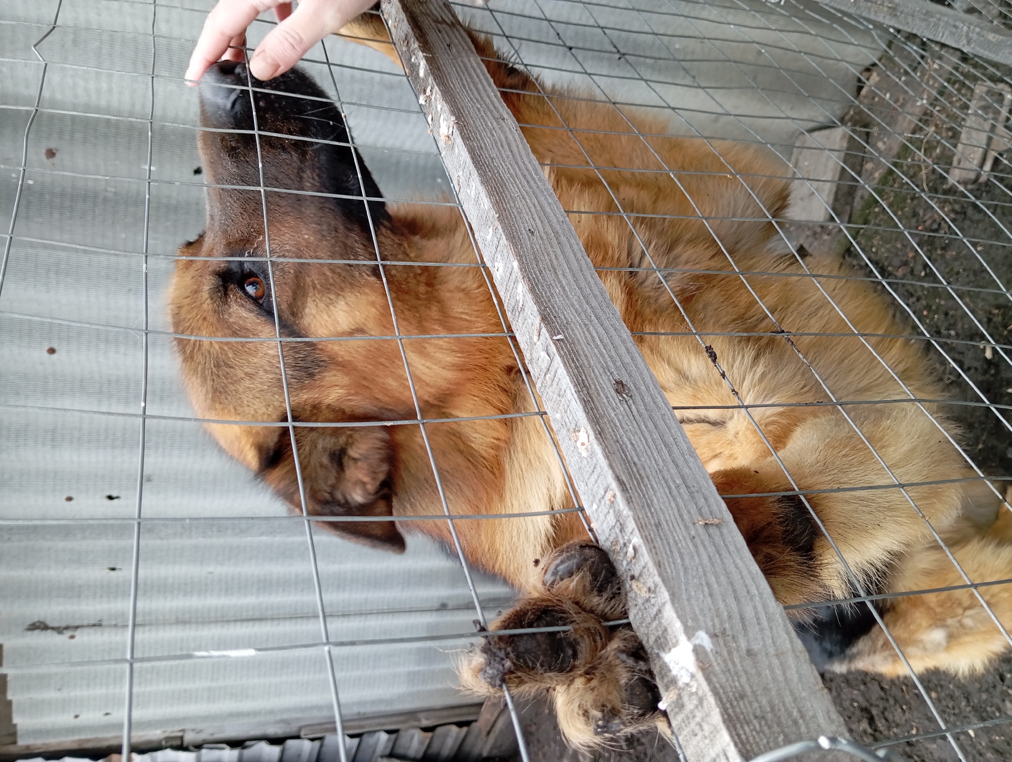 A medium-sized, tan and black German Shepherd dog is lying inside a wire mesh cage in Yurgamysh, Russia. A hand reaches through the cage to pet the dog's nose. A weathered wooden board is partially obscuring the dog's body within the cage. The dog's right paw is also visible through the mesh. The ground outside the cage appears to be dirt. The background is obscured.