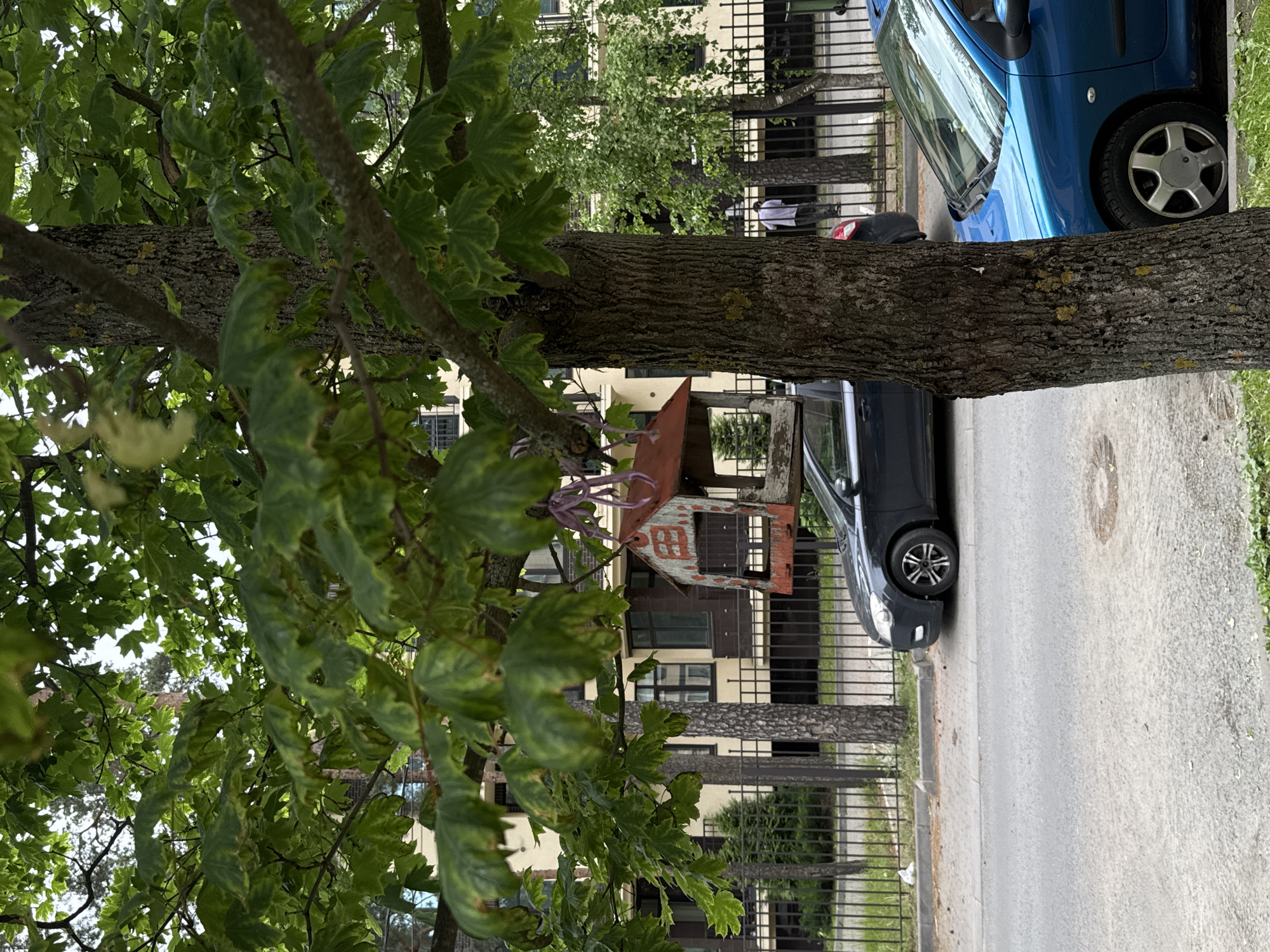 An outdoor medium shot shows a tree trunk in the foreground, partially obscuring a blue car parked on the right side of the frame and a dark gray car parked on the left. The dark gray car is positioned behind a black metal fence, which separates the sidewalk from a building in the background. The building, a pale yellow structure with dark brown accents, has multiple windows and balconies. A rustic wooden birdhouse with a red roof is hanging from a branch of the tree in the foreground, to the left of the birdhouse, a few small green trees are visible. The street in front of the cars is asphalt, and a patch of grass lines the bottom edge of the image. In the background, a person wearing a light-colored shirt and dark pants walks away from the camera, near a small birch tree. The weather appears overcast.