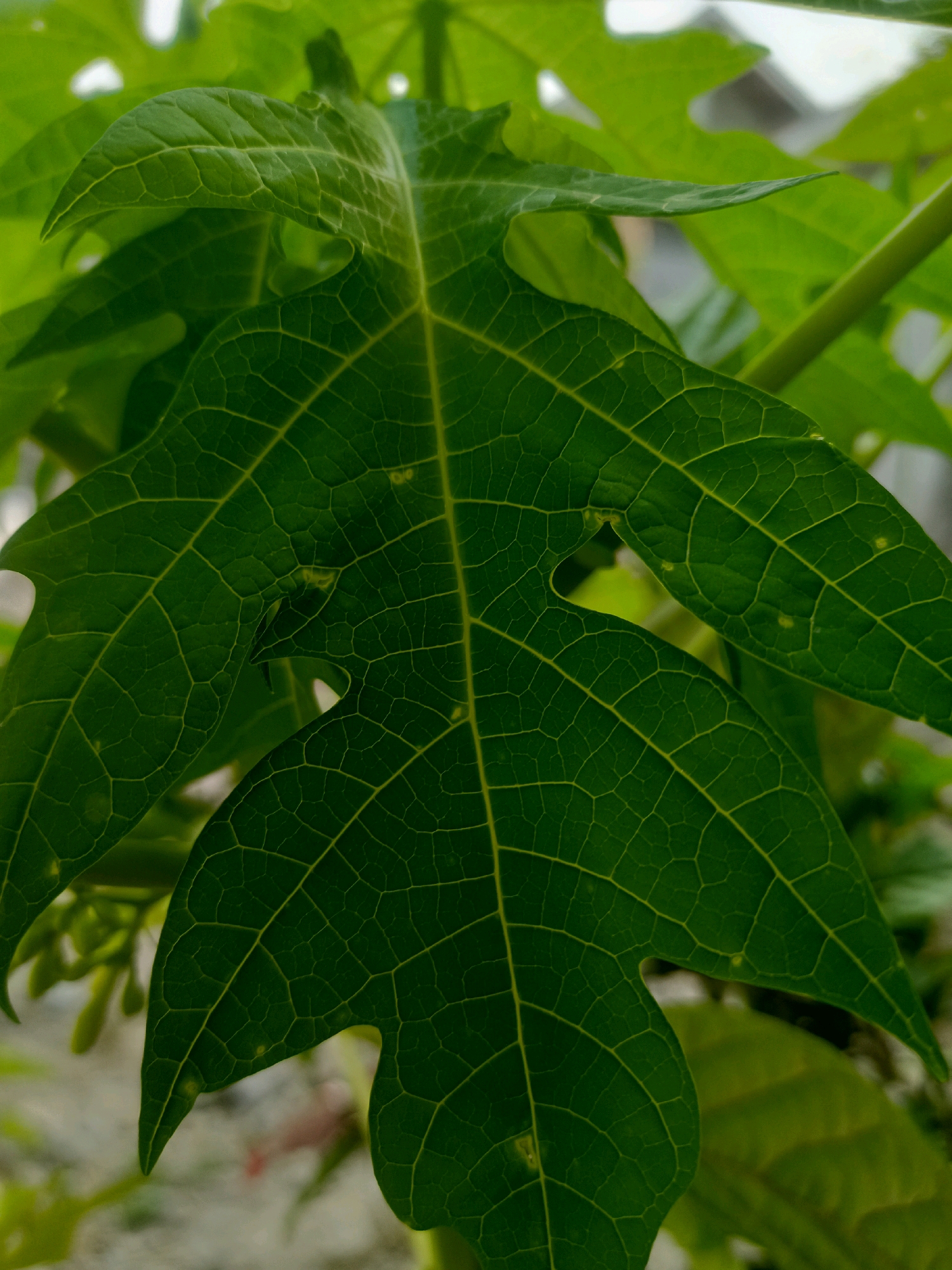 In the foreground of the image, a large, deep green papaya leaf is prominently displayed, its surface intricately veined with a lighter green network. The leaf exhibits a palmate shape, with several lobes extending outwards, and its texture appears slightly textured with a few small, lighter-colored spots scattered across its surface. The leaf is angled, with its tip pointing towards the left and its body curving towards the right.
Behind the main leaf, other papaya leaves are visible, some appearing slightly out of focus and a brighter green, suggesting they are closer to the light source or younger. A thin, light green stem or vine is also present in the background, running diagonally from the upper right towards the center.
The background is largely blurred, hinting at an outdoor environment. The ground appears to be a mix of light-colored soil or sand, with some darker, indistinct shapes that could be stones or other vegetation. A faint, lighter area in the upper background might suggest a wall or structure, possibly a building.
There are no people, animals, or discernible objects that would specifically place this image within the city of Karangtalun, Indonesia. The scene focuses solely on the botanical details of the papaya plant.