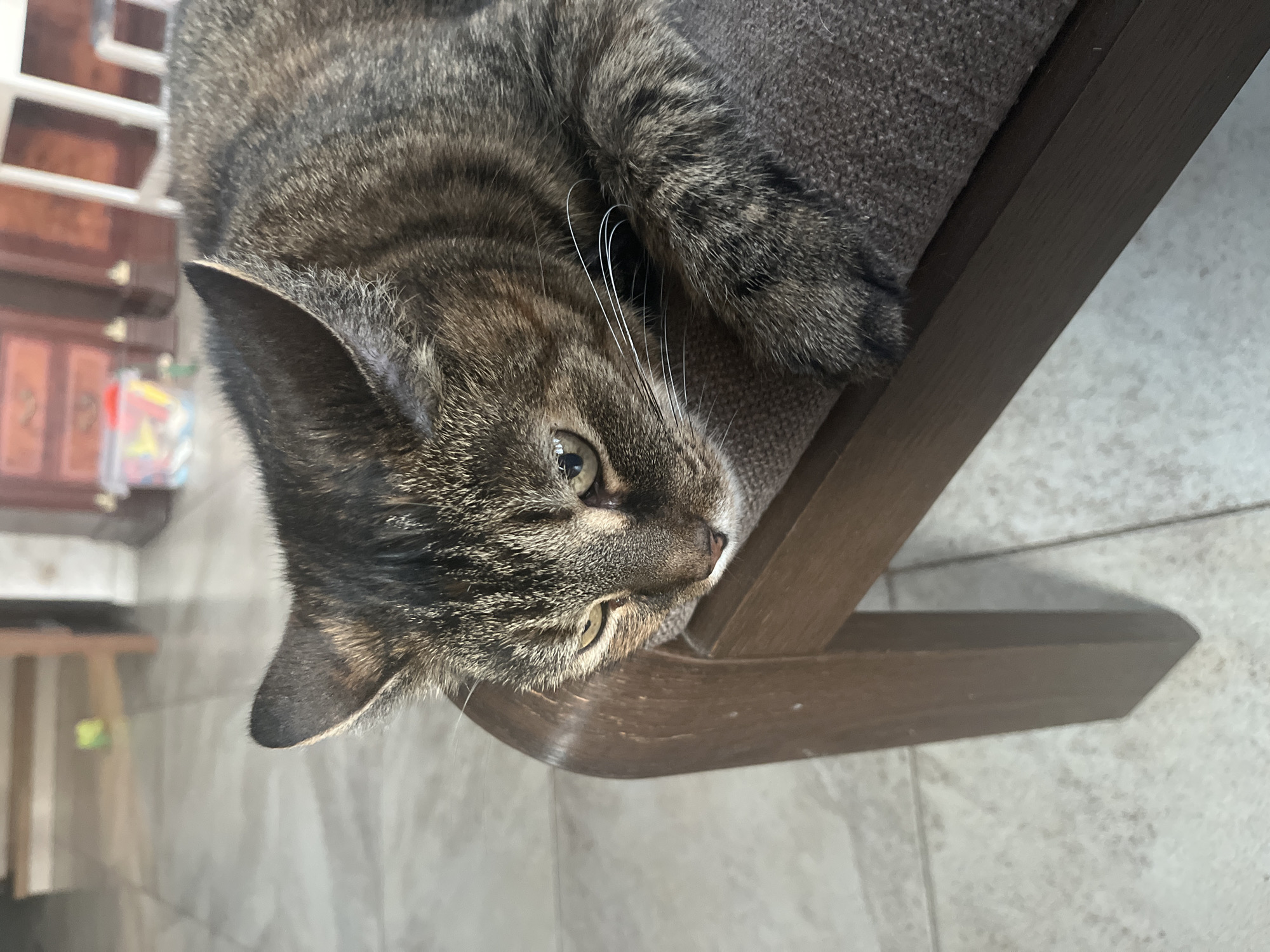 A tabby cat with green eyes and white whiskers is lying on a brown cushioned chair. The cat's head is turned to the side, and it appears to be looking down. The background is blurred but shows a tiled floor and wooden furniture, suggesting an indoor domestic setting. The scene does not provide any specific information about Vladimirovka, Russia, or any other geographical location.