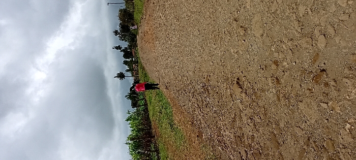 The scene depicts an unpaved dirt road in Gatakaine, Kenya, under an overcast sky with dense grey clouds. The road, composed of reddish-brown soil and small stones, extends from the foreground into the mid-ground, gradually ascending. On the left side of the road, green vegetation, possibly crops, extends into the distance. A single individual is visible in the mid-ground, walking away from the camera, centered on the path. This person is wearing a bright pink or red long-sleeved top and dark trousers. Trees and scattered bushes line both sides of the road in the mid-ground and background. A smaller, less distinct figure or object is present on the right side of the road in the far background, near a faint vertical structure resembling a utility pole. No direct interactions are occurring between individuals.