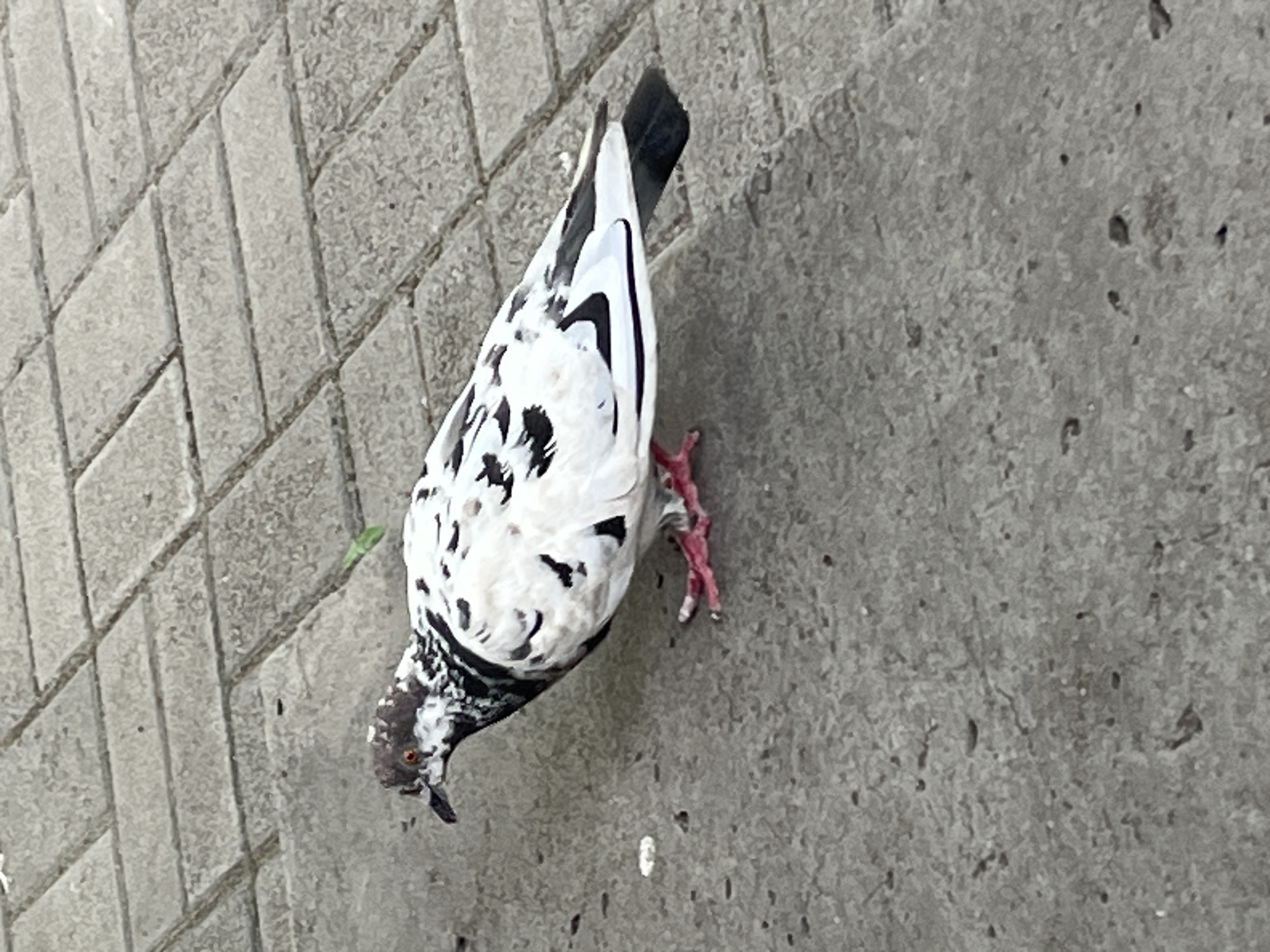 A pigeon with white and black speckled plumage stands on a paved area composed of gray rectangular bricks. The pigeon is facing left with its head slightly lowered. Its eyes are orange, and its beak is dark. The pigeon's feet are pink. The background consists of more gray brick paving. A single green leaf is visible on the bricks behind the pigeon. The scene appears to be outdoors in an urban environment. The location of the image is identified as Dnipro, Ukraine.