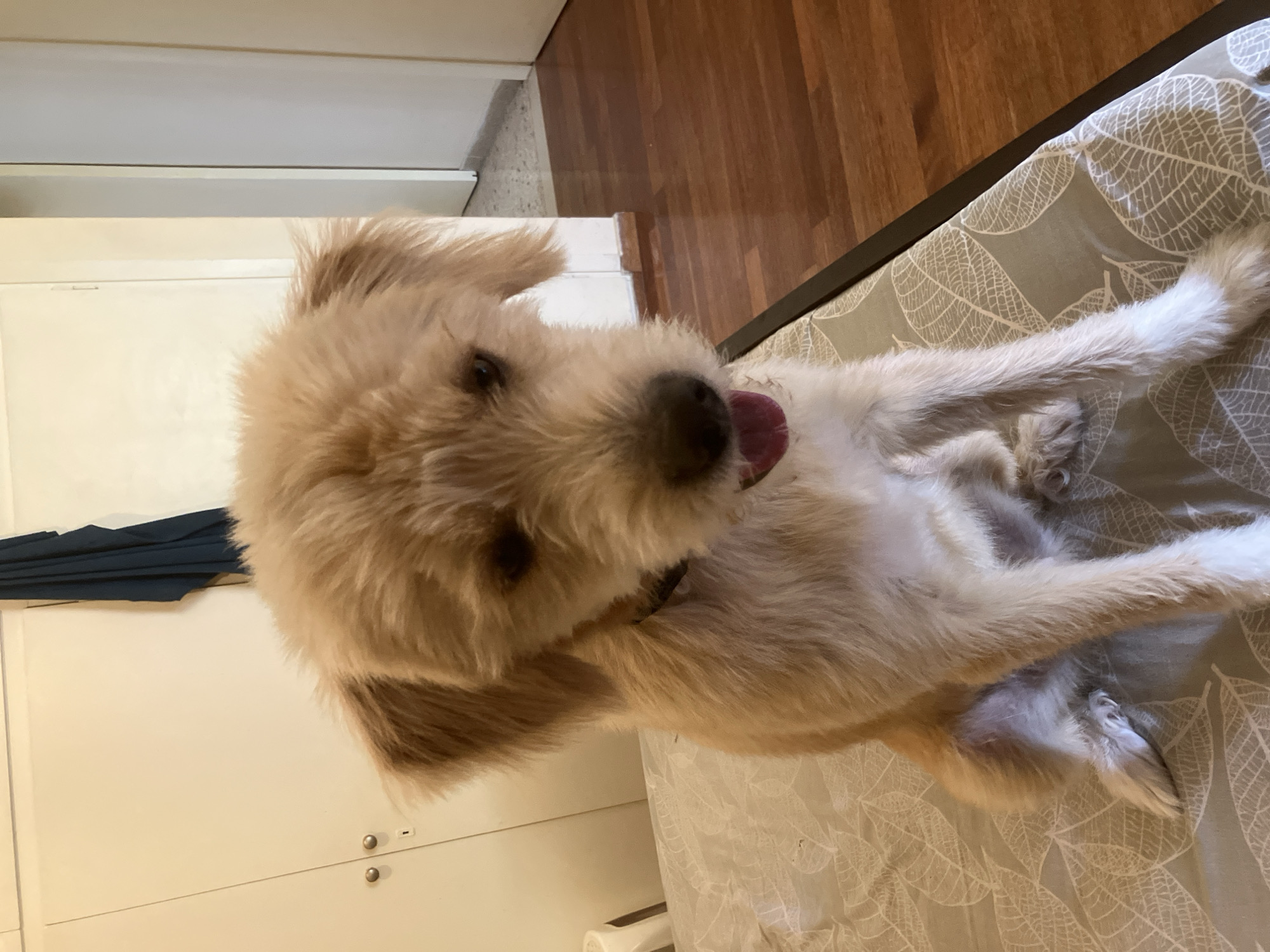 A light-colored, medium-sized dog with shaggy fur sits on a bed. The dog is facing the camera, with its tongue slightly visible and its ears perked. The bed has a light-colored patterned sheet. In the background, there is a white wardrobe with two knobs, a dark blue fabric hanging from it, and a doorway leading to a hallway with wooden floors and tiled flooring. The scene appears to be an indoor residential setting, potentially in Paleo Faliro, Greece, given the context.