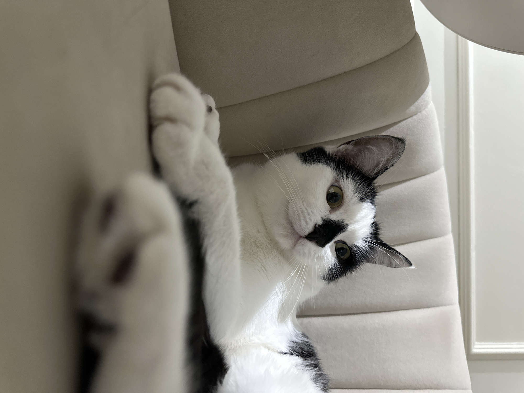 A black and white cat is lying on a beige upholstered chair. The cat is facing to the right and looking slightly upwards. Its front paws are extended and in focus, while its body is partially blurred. The background shows a wall with decorative molding. The lighting is soft and natural. The scene does not contain any elements that would indicate a specific location in the city of Kokshetau, Kazakhstan.