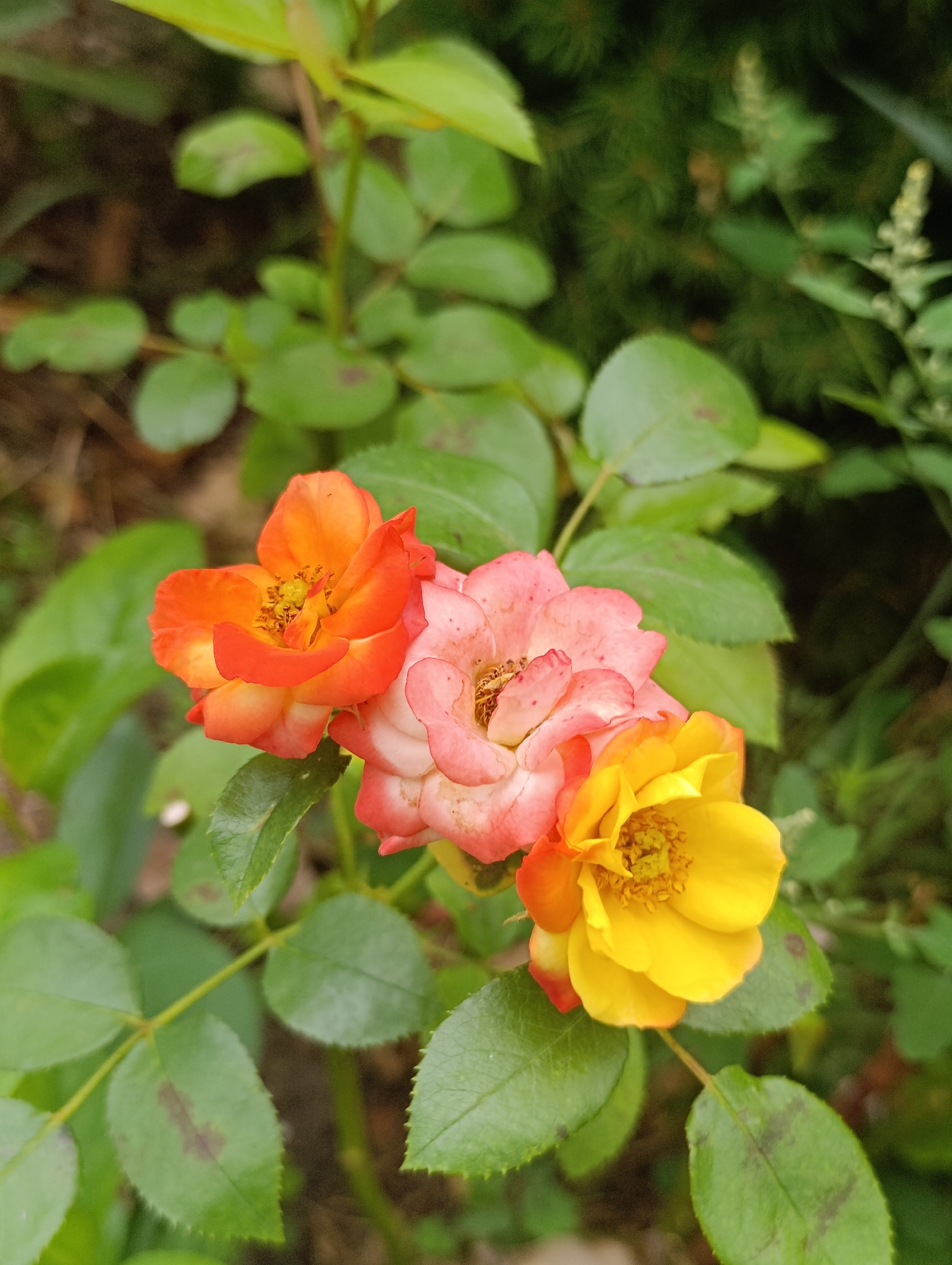 A close-up, eye-level, outdoor shot captures three small, blooming roses in various shades of orange, pink, and yellow, clustered together amidst lush green foliage. The rose on the left is a vibrant orange with touches of yellow at its center, while the middle rose displays a gradient of pink and orange. The rose on the right is a bright yellow, also with subtle orange hues at the edges. The petals are delicate and slightly unfurled, revealing the intricate stamen and pistils within. The surrounding leaves are a deep green, some showing slight discoloration or browning. The background is a blur of darker green foliage, suggesting a garden setting. The image is sharp and in focus on the roses, with the background softly diffused. There are no people or animals present. The overall impression is one of natural beauty and delicate floral detail. The image is located in the city of Bila Tserkva, Ukraine.