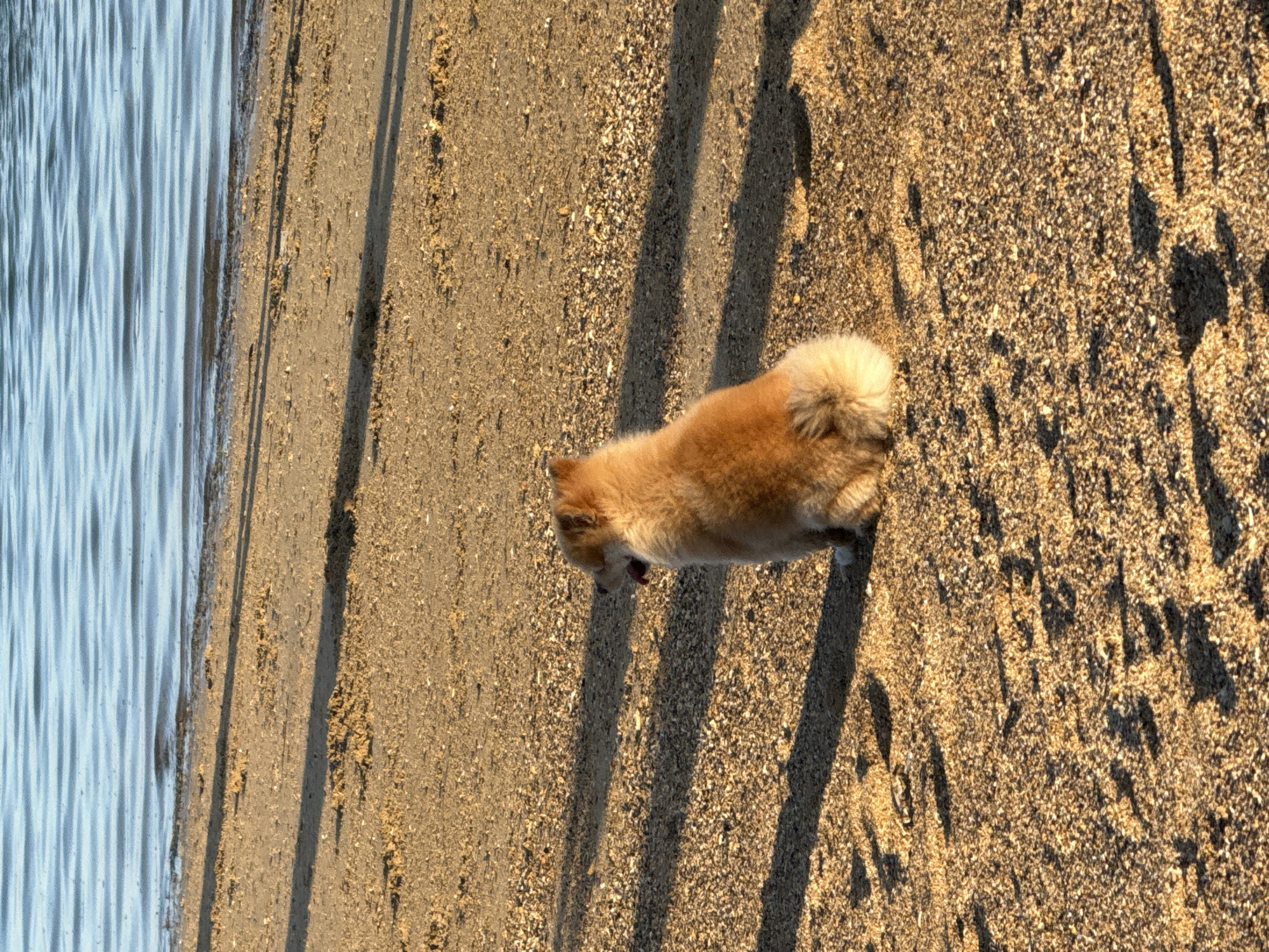A fluffy, light brown Pomeranian dog is sitting on a sandy beach, facing to the right and looking out at the water. The dog's tongue is slightly out. The beach sand is speckled with small pebbles and shells. Long, dark shadows stretch across the sand from an unseen object or objects to the left. The calm water of the ocean is visible in the background, with gentle ripples. The scene appears to be a peaceful moment captured at a beach in Denpasar, Indonesia.