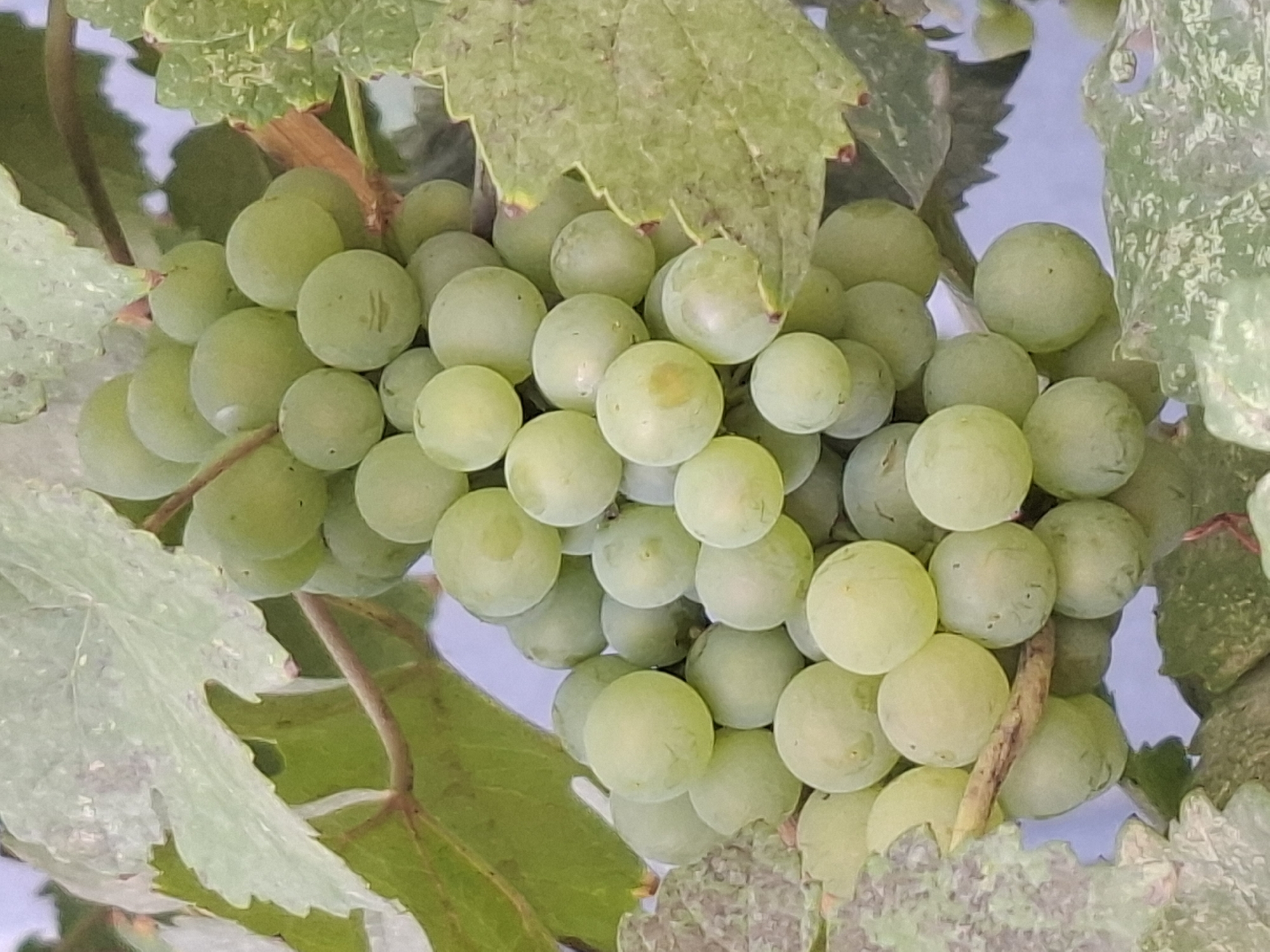 A close-up, overhead shot showcases a cluster of ripe, green grapes hanging from a vine. The grapes are plump and round, with a smooth skin that reflects the light. Surrounding the grapes are large, textured green leaves, some of which are partially obscuring the fruit. The background is blurred, but appears to be a light blue sky, suggesting an outdoor setting. The image does not contain any people or indicate a specific location within Almaty, Kazakhstan.