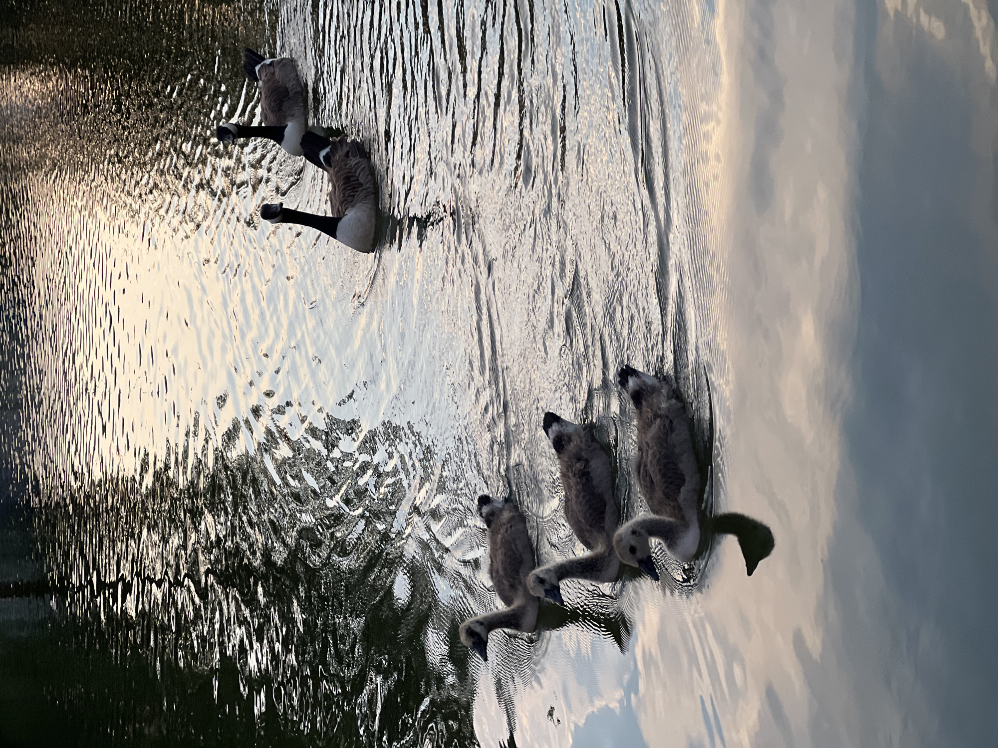 A group of five Canada geese, three adults and two goslings, swim in formation on a body of water. The adult geese are in the upper right quadrant of the image, with two in the foreground and one slightly behind them. The goslings are in the lower left quadrant, swimming in a line behind the adult geese. The water reflects the muted colors of the sky, suggesting either dawn or dusk. The scene is likely set on the River Wey, given its commonality in Guildford, UK, and the presence of natural waterways suitable for geese. The water appears calm, with gentle ripples spreading from the geese as they move.