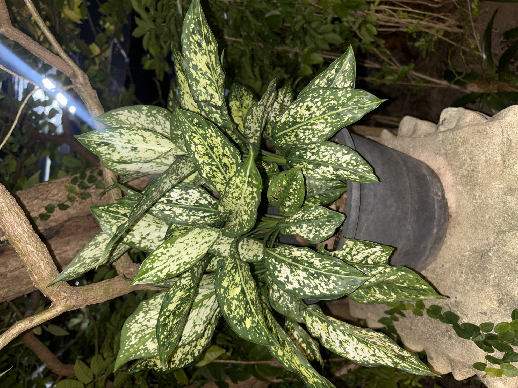 In Chalong, Thailand, a potted plant with large, variegated green and white leaves sits on a rough, light-colored stone surface. The plant is situated outdoors, with a large tree trunk and branches visible behind it, along with dense foliage and darker shadows suggesting it is evening or night. A bright light source, possibly a street lamp or building light, is visible in the upper right quadrant of the image, casting a beam through the tree branches and onto the leaves of the plant. The plant is in a dark, textured pot. A small vine with green leaves creeps up the stone surface to the left of the pot. The background consists of more vegetation, some of which appears dry or in shadow.