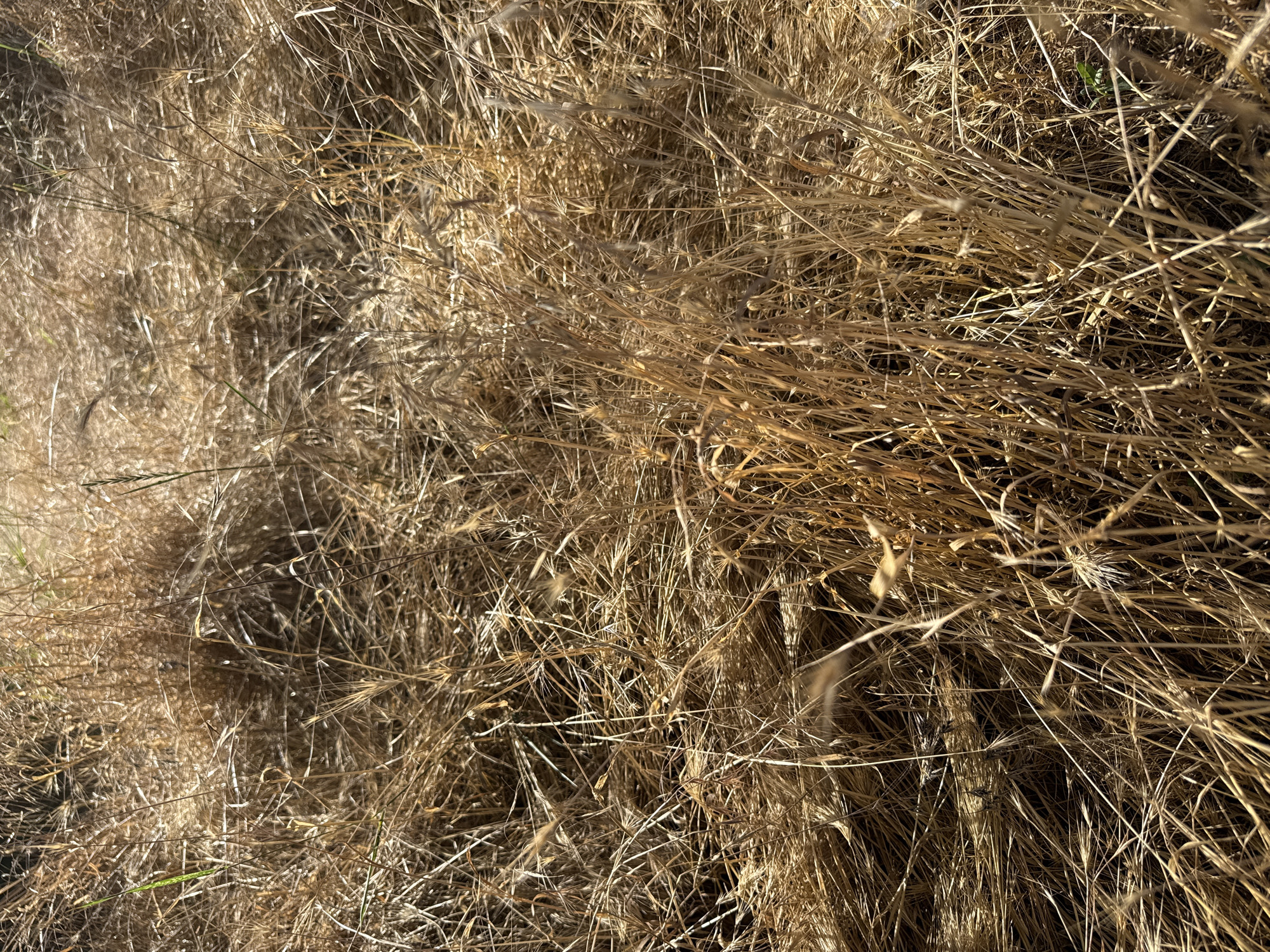 The image is a close-up, high-angle shot of dry, golden grass. The grass is densely packed and appears to be dead or dormant, with many individual blades and seed heads visible. Some blades are sharp and pointed, while others are feathery or wispy. The overall color palette is dominated by warm browns and yellows, with some darker shadows suggesting the presence of soil beneath the grass. The lighting appears to be natural sunlight, casting bright highlights and deep shadows, indicating it is likely daytime. There are no people, objects, or discernible text in the image. The scene is one of natural vegetation, suggesting an outdoor, possibly arid or late-season environment. The thick, dry grass could be indicative of a field, meadow, or roadside verge. Given the context of Odesa, Ukraine, this could represent a common landscape feature during warmer months or after a period of drought. There are no strong emotional cues, but the texture and color evoke a sense of dryness, perhaps even a hint of resilience in the persistent grass.