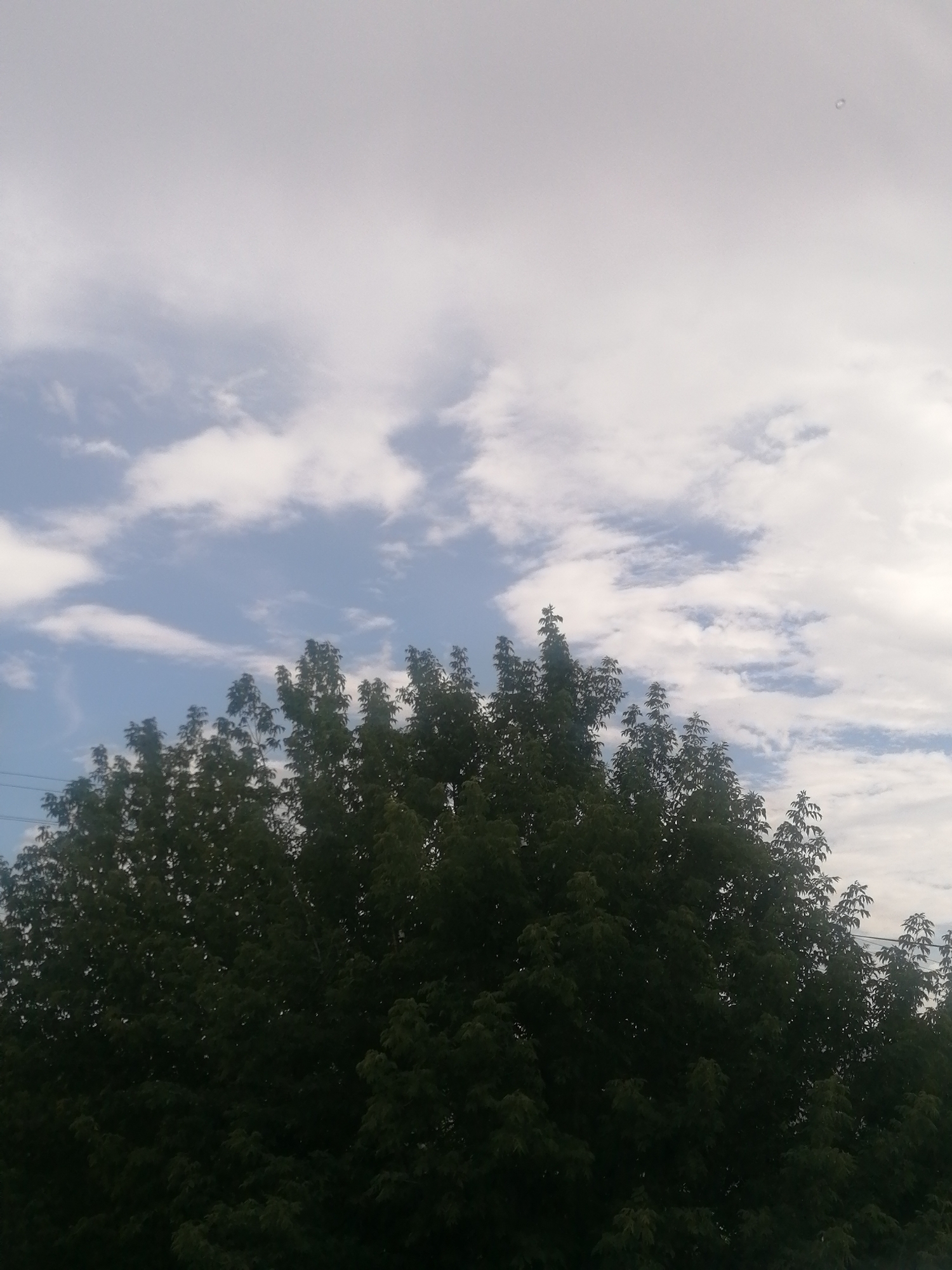 The image shows a view of a sky with clouds and the tops of trees. The sky is a pale blue with white clouds that are scattered and wispy. The trees are dark green and dense, with their branches reaching up towards the sky. The image appears to be taken from a low angle, looking upwards. There are no people or specific landmarks visible in the image. The location is described as Serebriansk, Kazakhstan.