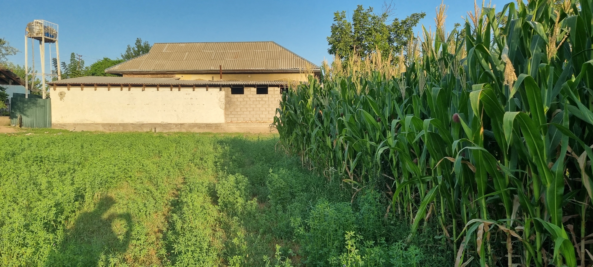 The image depicts a rural scene in the city of Jomi, Tajikistan, with a focus on agricultural elements. In the foreground, a lush field of green crops, likely alfalfa or clover due to its low-lying, dense growth, stretches across the left side of the frame. A prominent shadow of a person, with one hand making a gesture, is cast upon this field, suggesting human presence or recent activity. Adjacent to this field, a tall, dense row of corn stalks dominates the right side of the image, showcasing mature plants with visible tassels.
Behind the fields, a building with a light-colored, textured wall extends horizontally. This structure appears to be partially constructed from concrete blocks, with two rectangular openings visible. Above this, a large, grey, corrugated metal roof covers the main part of the building, which has a yellow facade. To the left of the main building, a tall, white metal water tower stands against a clear blue sky. A green fence runs along the property line in front of the water tower and a portion of the building. The environment is bathed in sunlight, indicating a clear day. The overall impression is one of an agricultural homestead or farm in a rural setting.