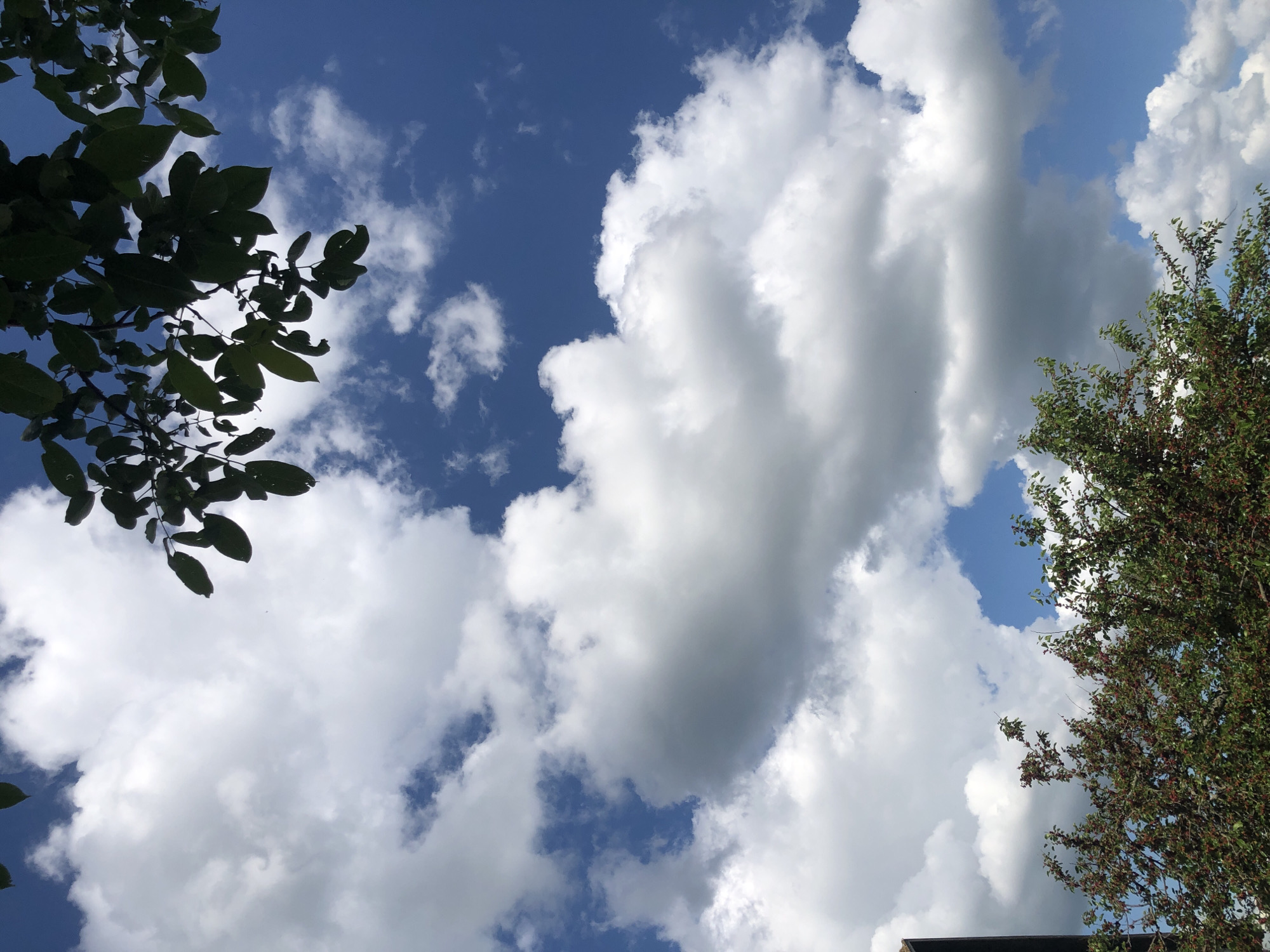 The image shows a view of the sky filled with dramatic white and grey clouds against a bright blue backdrop. On the left side, dark green leaves and branches of a tree are silhouetted against the sky, obscuring some of the clouds. On the right, a tree with vibrant green leaves and small dark red fruits or berries extends into the frame from the bottom right corner, also partially covering the clouds. The overall impression is one of a bright, possibly late spring or summer day. The scene appears to be outdoors, with the perspective looking upwards. There are no people or man-made objects prominently visible, except for a dark horizontal shape along the very bottom edge, which could be part of a building or fence, but it is largely out of focus. The weather appears to be partly cloudy with the sun likely behind the clouds or off-camera, creating diffuse light. No text is visible in the image.