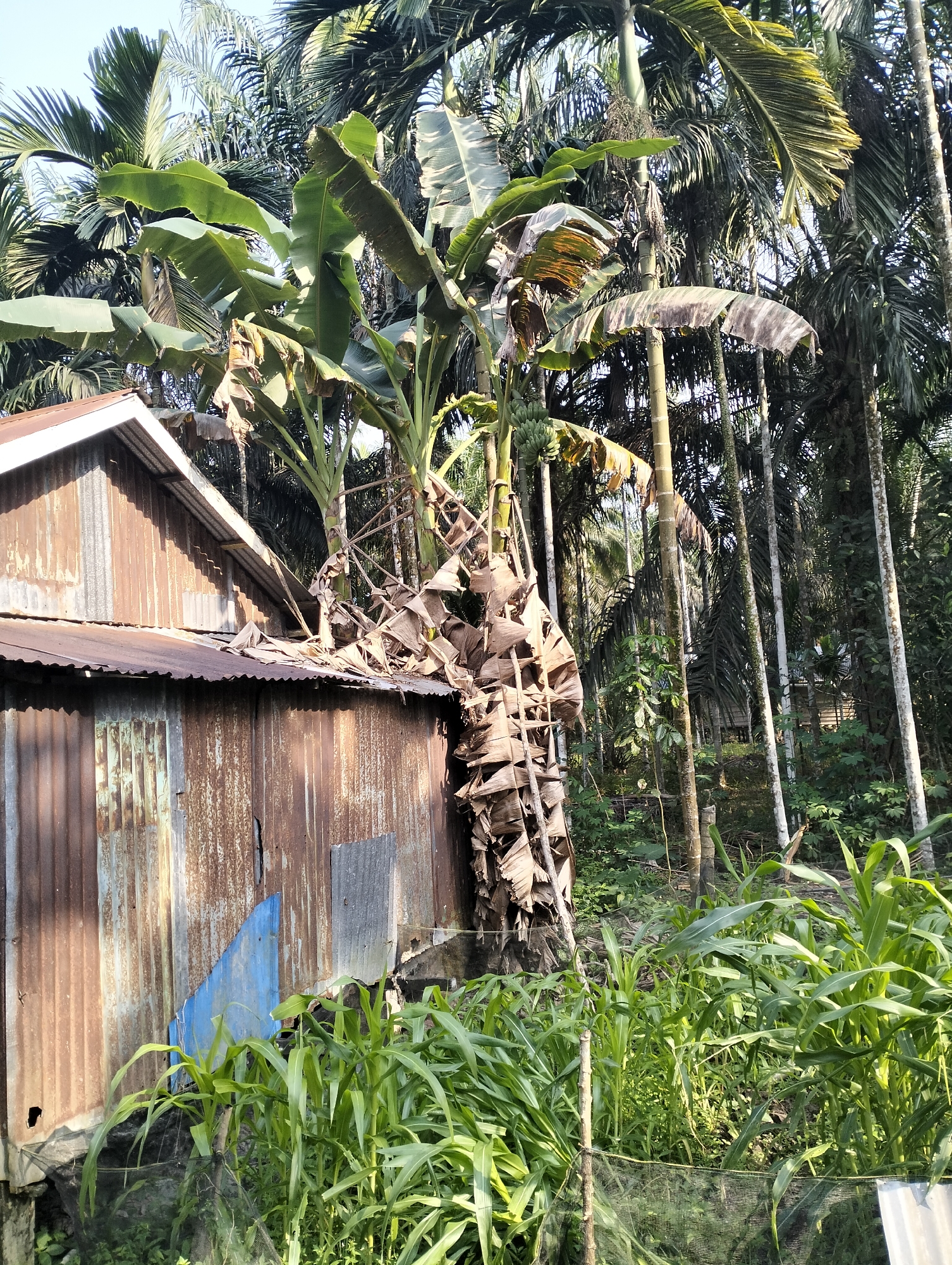 This image depicts a rustic scene in Mandala Jaya, Indonesia. In the foreground, lush green crops, possibly corn or sorghum, are growing. Behind the crops, a dilapidated corrugated metal structure, likely a small house or shed, stands weathered and rusted. A banana plant with a bunch of unripe bananas is growing up the side of the structure, its dried leaves cascading over the roof. The background is dominated by a dense forest of palm trees and other tropical vegetation, suggesting a rural or semi-rural setting. The sky above is clear and bright. There are no people visible in the image.