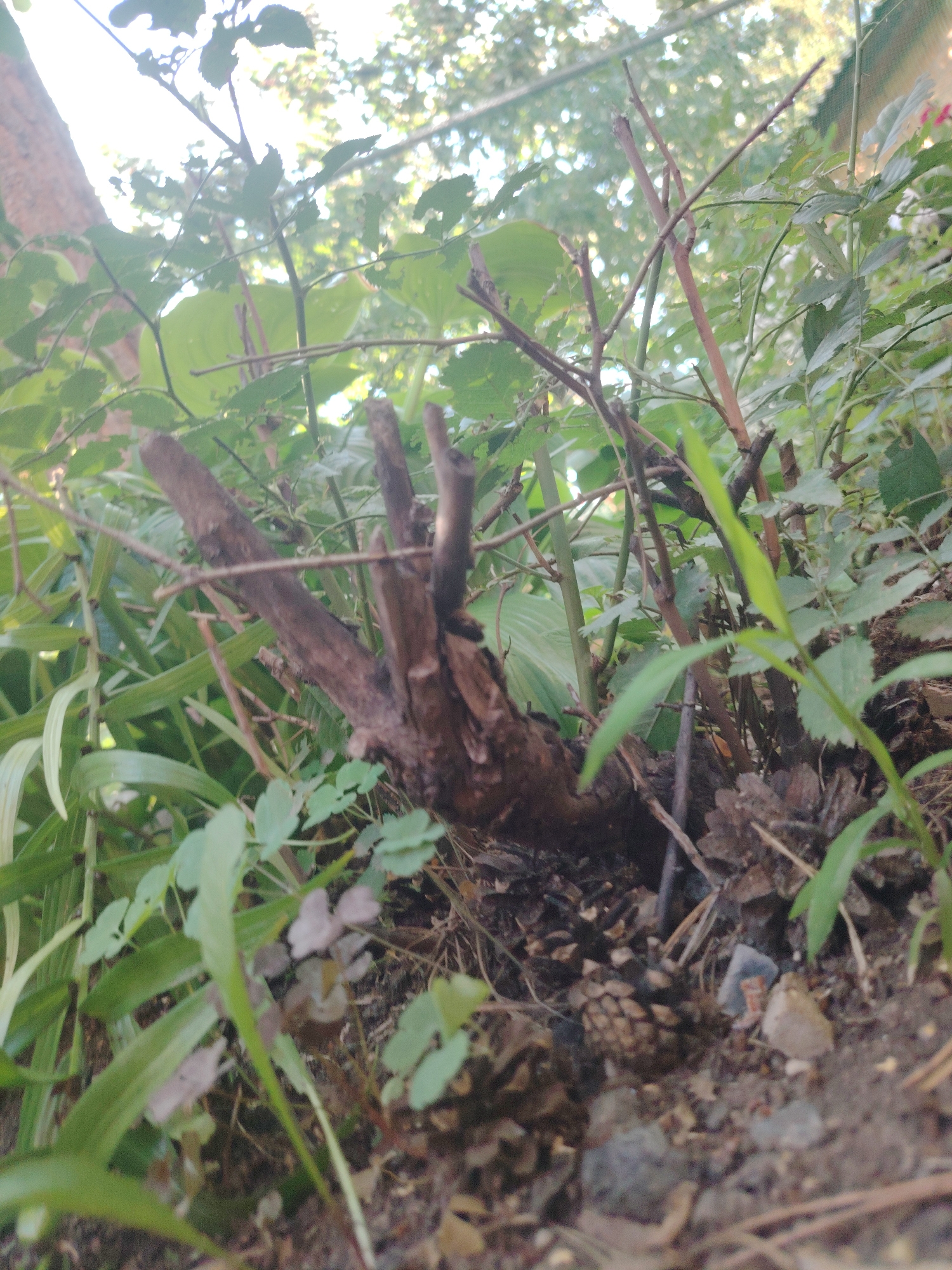 The image shows a close-up, low-angle view of a cluster of dry, dead twigs and branches emerging from the ground, surrounded by green foliage and leaf litter. The twigs are brown and rough, with some appearing split or broken. The foliage consists of various green leaves, some long and blade-like, others smaller and more rounded. Pine cones are visible in the leaf litter. The background is blurred, showing more greenery and what appears to be sunlight filtering through trees. There are no people, animals, or man-made structures immediately visible within the frame. The overall impression is of a wild, overgrown natural area. Based on the provided crops, the location is not specified as being in the city of Astana, Kazakhstan, and no such context can be inferred from the visual information alone.
