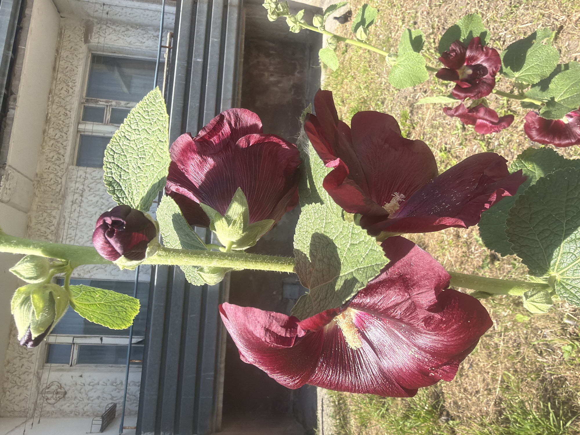 A close-up shot shows a stalk of deep red hollyhock flowers in full bloom, with two large open flowers and several buds. The flowers are centered in the frame, with their ruffled petals catching the sunlight. Behind the flowers, a grey, weathered building with windows and a balcony railing is visible, suggesting an urban setting. The ground in front of the building is covered in dry grass and dirt. The image appears to have been taken outdoors during the daytime. The overall impression is one of natural beauty set against a backdrop of aging urban infrastructure. The location is identified as Baltiysk, Russia.