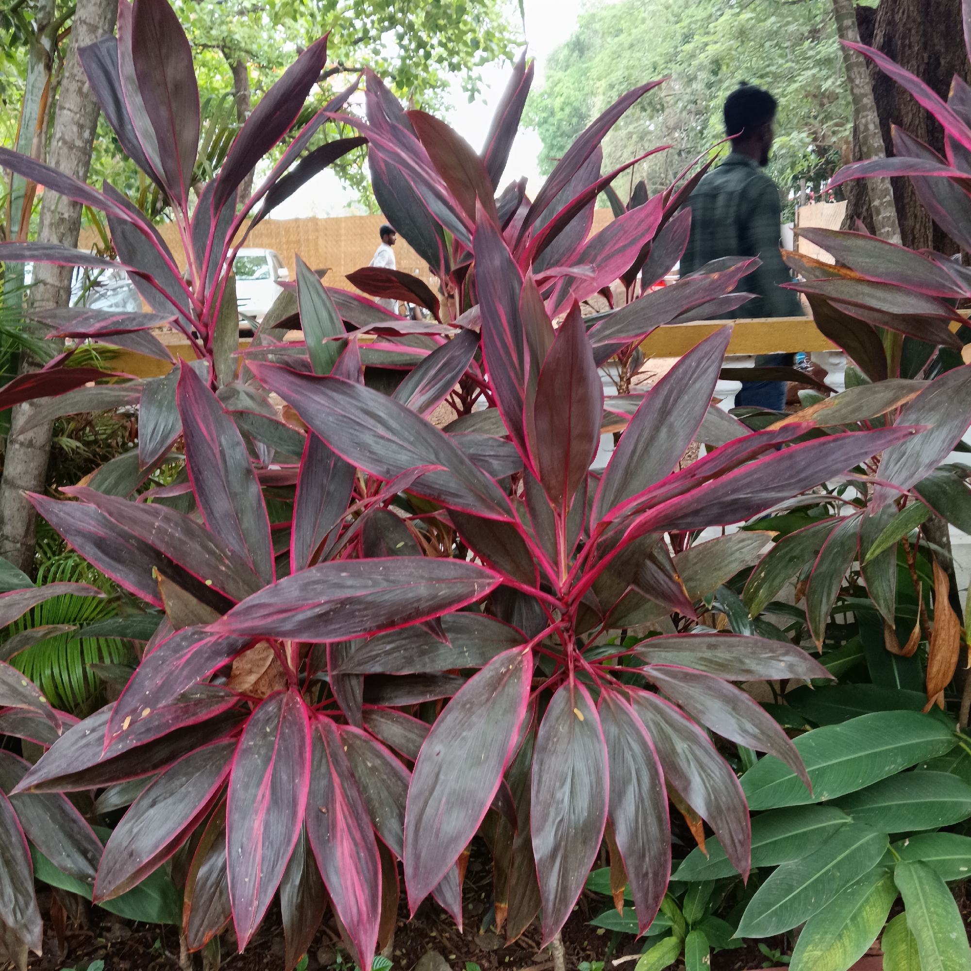 The image depicts a cluster of Cordyline plants with long, pointed leaves in shades of dark red, gray, and pink. A man in a plaid shirt is standing behind a yellow railing behind the plants. A white car and other individuals are partially visible in the background. The location is Anjuna, India, as specified. Additional green foliage surrounds the Cordyline plants at ground level, and tree trunks and branches are visible behind the railing.