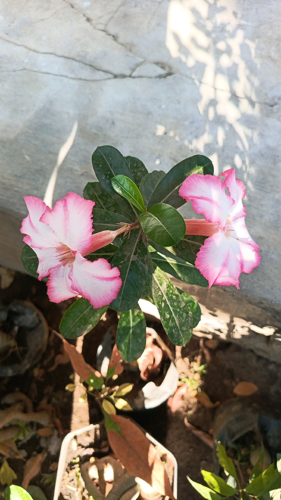 An overhead shot shows a desert rose plant with two blooming pink and white flowers. The plant is in a pot with dry leaves and soil. The background is a concrete wall with shadows cast from sunlight filtering through leaves. The scene is likely outdoors in a residential area or garden in Bajang, Indonesia.