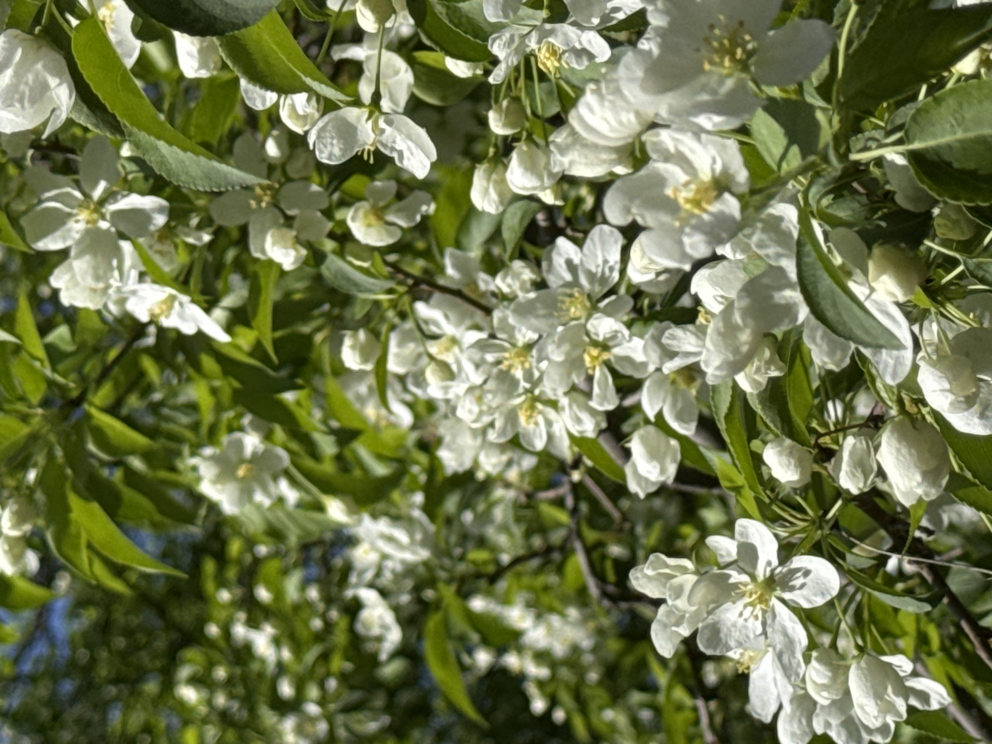 The image depicts a close-up view of a flowering tree, likely a crabapple or similar species, with numerous white blossoms and green leaves. The flowers are in full bloom, obscuring much of the branches. A glimpse of blue sky is visible in the background, suggesting an outdoor location. The image provides insufficient information to determine the location within Chaikovsky, Russia.