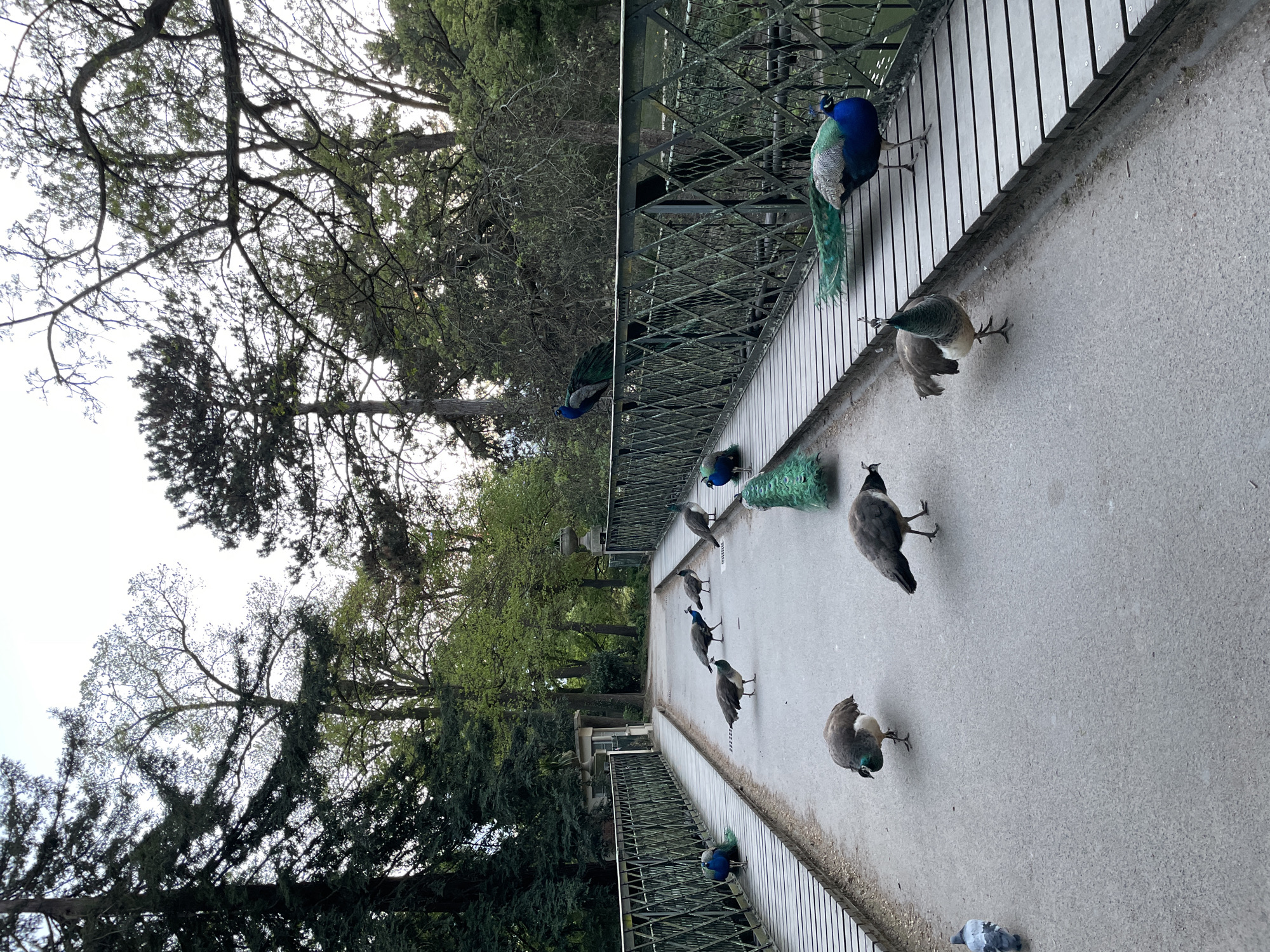 The image depicts a group of peacocks on a concrete bridge. The bridge has a metal railing on both sides and is surrounded by trees. Some peacocks are perched on the railing, while others are walking on the bridge. The scene is brightly lit, indicating it is daytime. Based on the presence of peacocks and the architectural details, the location is likely a park or garden in Paris, France.