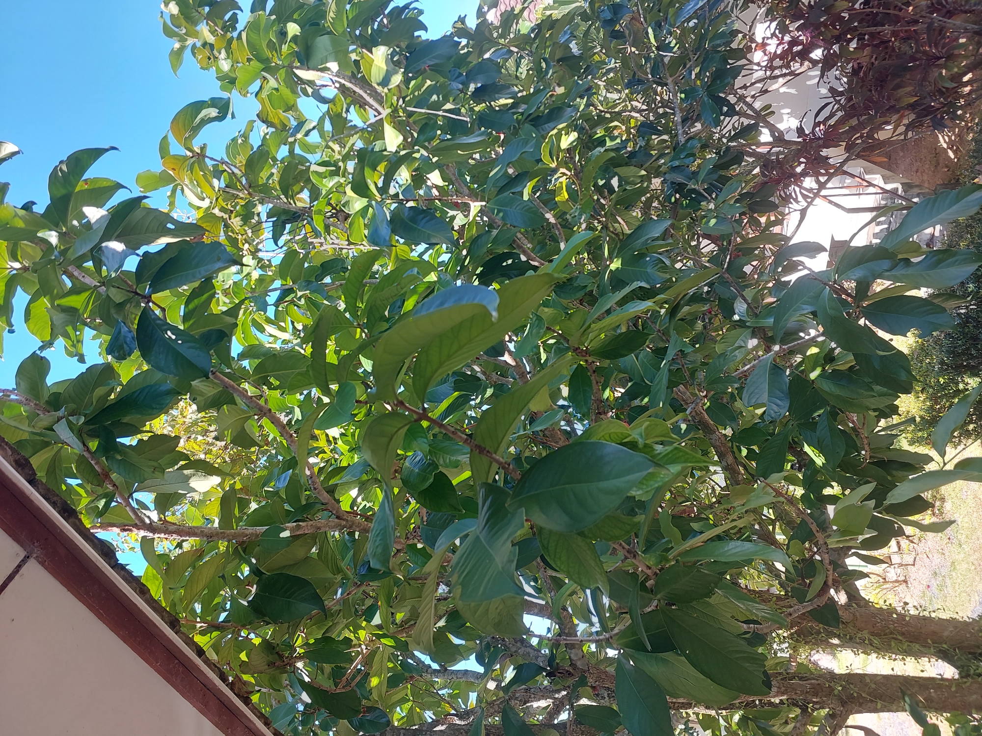 A medium shot shows a lush green tree with large, glossy leaves, partially obscuring a bright blue sky. The tree branches are thick and brown, with smaller twigs extending outwards. Sunlight filters through the leaves, creating bright highlights and shadows. In the foreground, the edge of a white structure with a brown trim is visible, suggesting a building or roofline. In the background, glimpses of a white building, some reddish-purple foliage, and a sunny outdoor area with dry ground are visible. The overall impression is of a vibrant, natural scene on a clear day in Baan Mae Nam, Thailand.