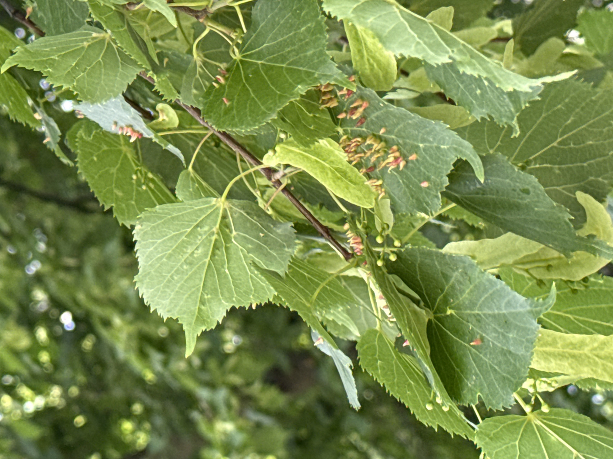 The image shows a branch of a tree with green leaves. Some of the leaves have small reddish-brown growths on them. There are also small, round green buds on the branch. The background is blurred, suggesting the rest of the tree or other vegetation. The location is not known.
