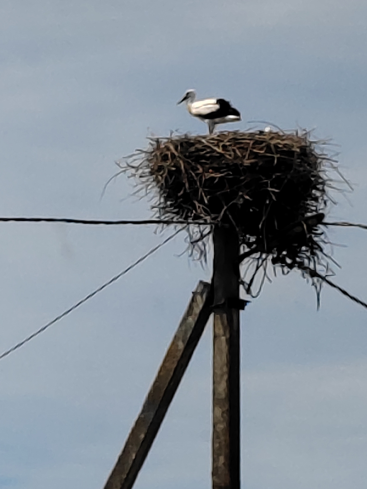 A white and black stork stands in its large nest, built on top of a wooden pole. The stork is facing left, with its beak pointed slightly downwards. The nest is made of twigs and is quite large, appearing to take up a significant portion of the pole's top. There are at least two eggs visible in the nest, behind the stork. The background is a pale blue sky with some faint cloudiness. Two dark wires run horizontally across the frame, one above and one below the nest. The wooden pole is rustic and weathered. The scene appears to be outdoors, possibly in a rural setting, given the nature of the nest's placement and the sky. The time of day is likely daytime, given the bright sky. There is no visible text in the image.