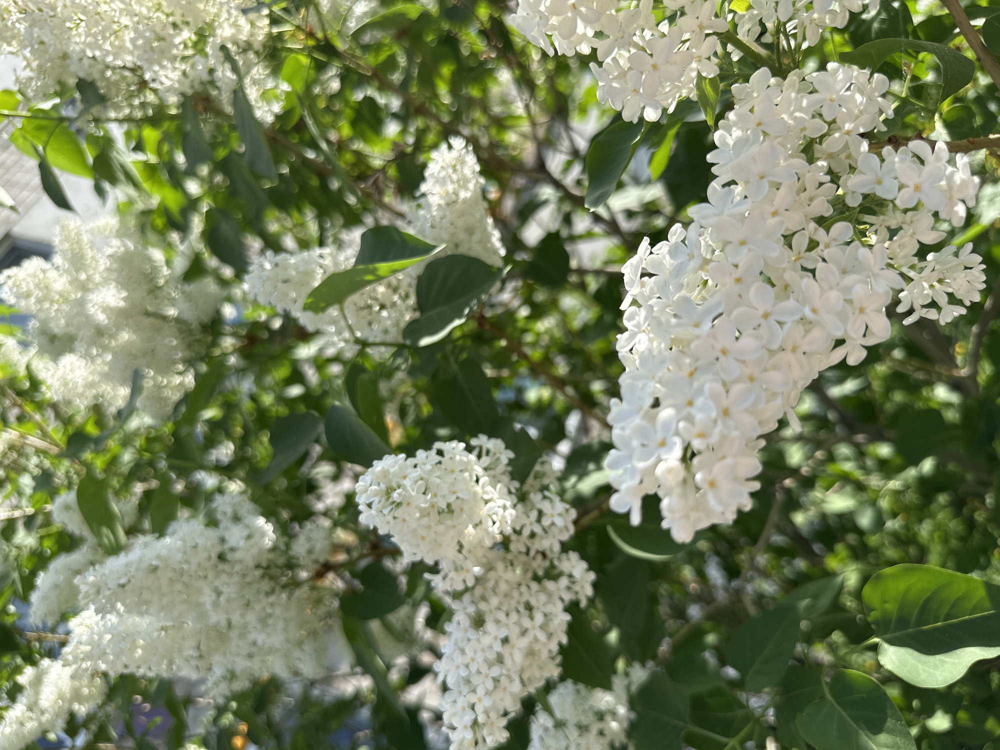 The image shows a cluster of white lilac flowers in full bloom, contrasted against green leaves and branches. The overall setting appears to be outdoors, with natural light illuminating the flowers and foliage. Part of the building's roof can be seen on the left of the image. The location is Unknown, Unknown.