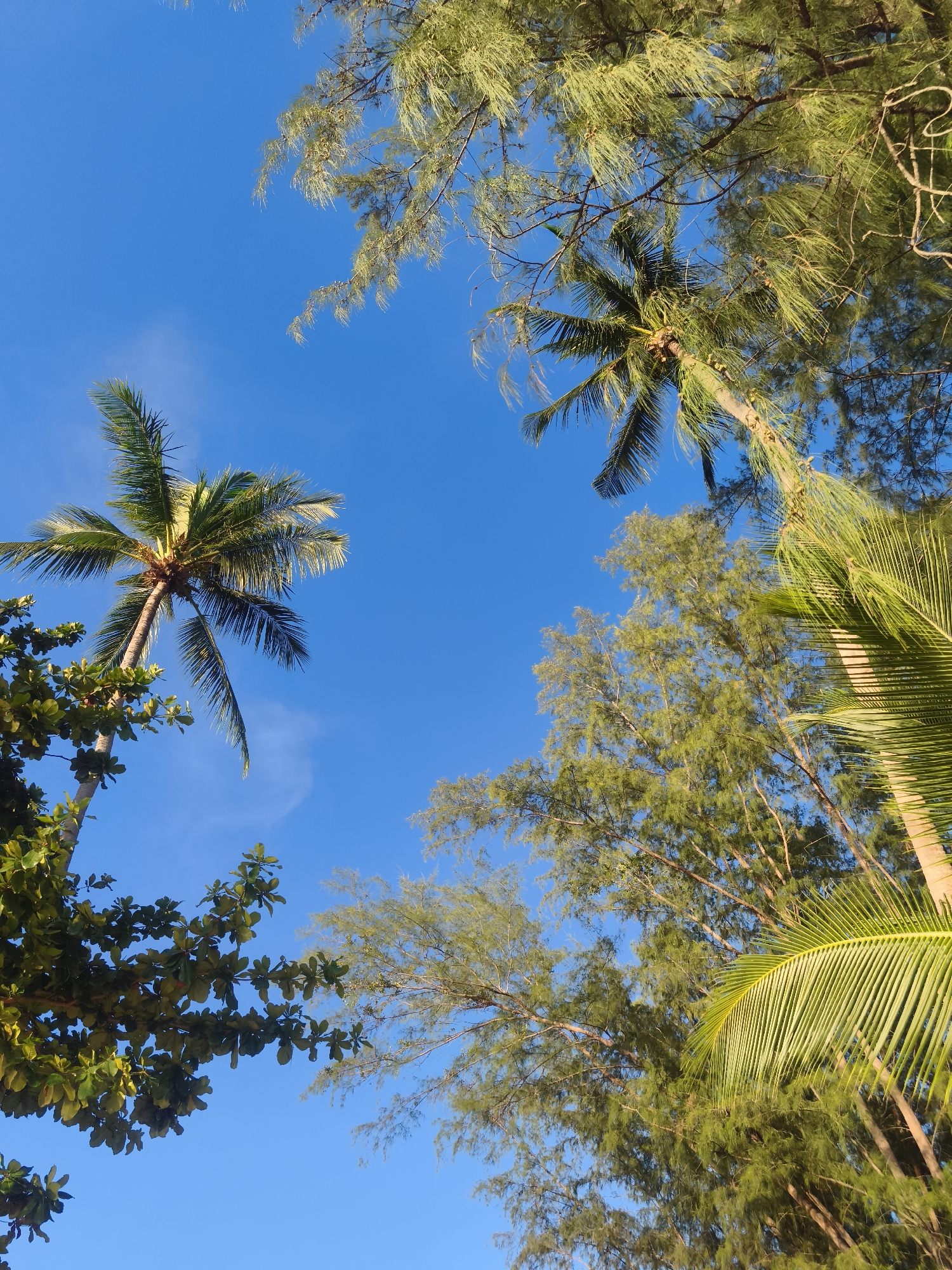 An upward view of a clear blue sky with palm trees and other trees. Two palm trees are visible, one on the left side of the image and another on the right. The palm tree on the left has its fronds spread out, and its trunk extends upwards. The palm tree on the right is partially obscured by other trees. Several other trees with green leaves and branches fill the rest of the frame. A small wisp of cloud is visible in the sky. The scene appears to be located in Baan Lipa Noi, Thailand, as indicated by the tropical foliage. There are no people or animals present in the image. The lighting suggests it is daytime.