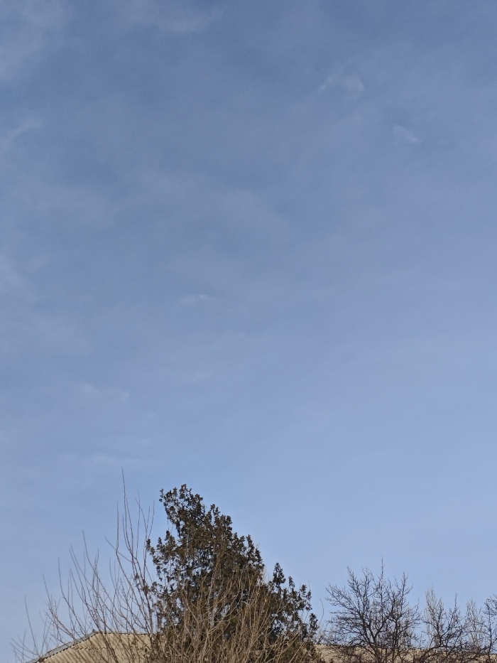 The image showcases a clear, blue sky with faint, wispy clouds scattered across the expanse. At the bottom of the frame, treetops are visible. A cluster of brown, bare branches contrasts against the bright sky. The lower portion appears to depict rooftops peeking behind the trees.