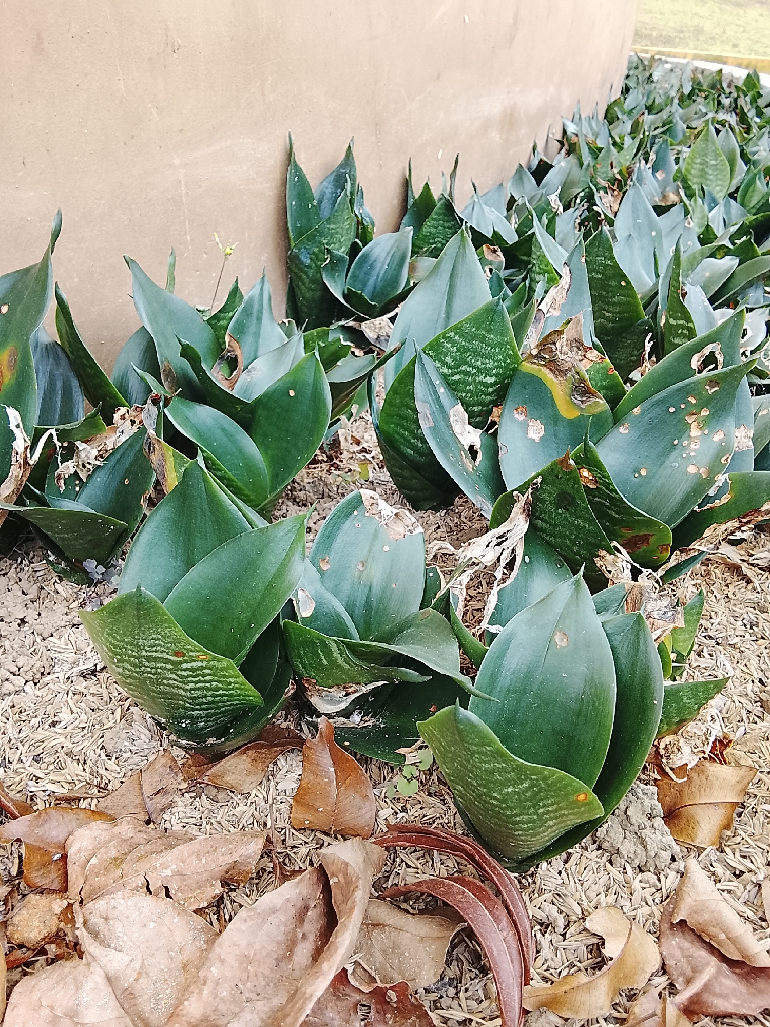 In Baturaden, Indonesia, a row of sansevieria plants is densely planted along a curved, light brown wall. The plants have broad, dark green leaves that are somewhat curled and show signs of damage, including brown and dried-out edges and spots. Some leaves also have faint horizontal striping. The ground beneath the plants is covered with a layer of pale, straw-like mulch and a scattering of dry, brown leaves. The overall impression is of an outdoor garden or landscaping feature in an urban setting.