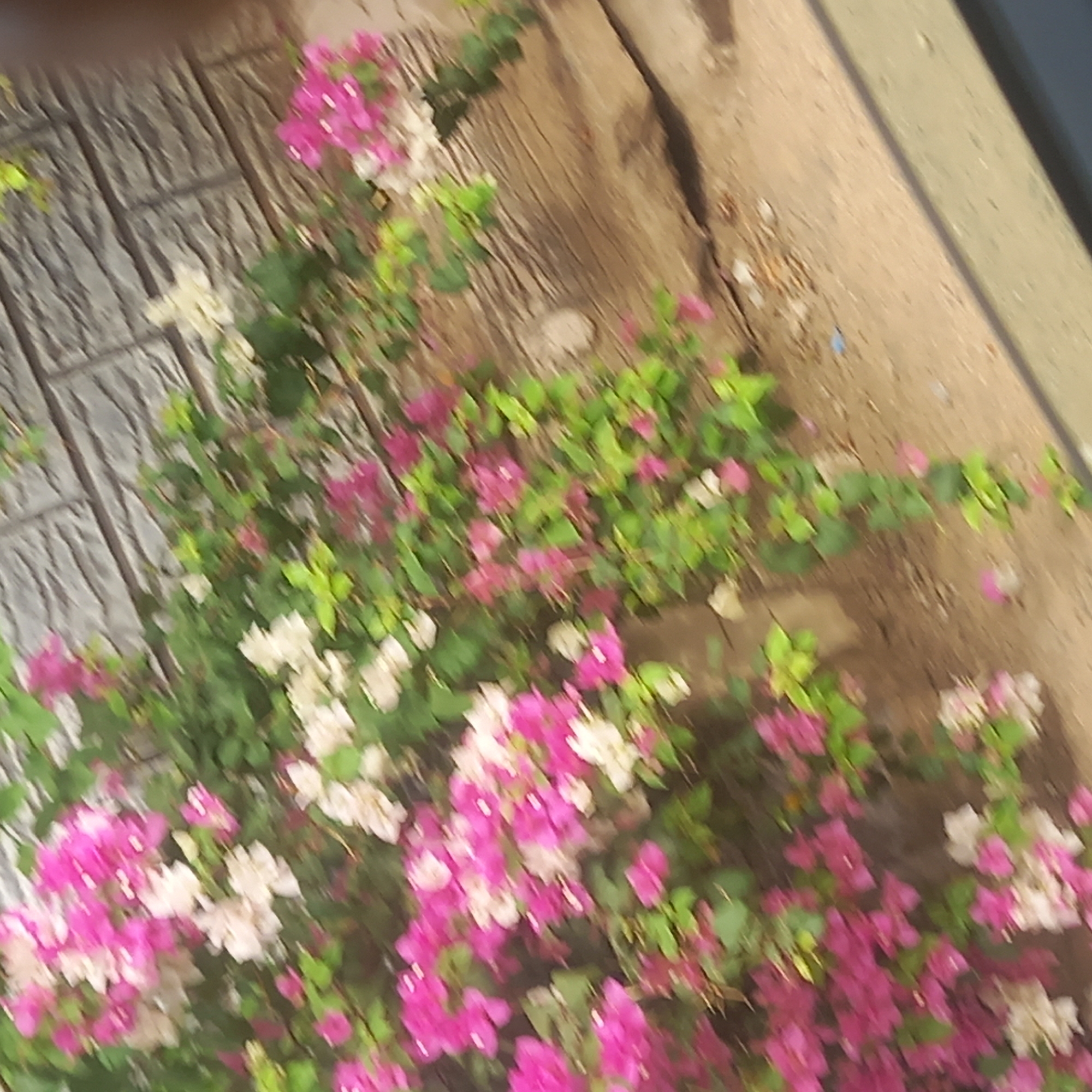 The media file presents a blurry, vibrant outdoor scene in Maiburiji, Nigeria, centered on a lush flowering bush or vine. The plant is densely covered with numerous small blossoms, predominantly in bright pink and white, interspersed with green leaves. The overall impression is one of natural beauty and vivid color, despite the lack of sharp focus.
The background features two distinct textures. On the left side, a patterned, greyish surface suggests paving stones or textured tiles. On the right, the surface transitions to an earthy brown, possibly indicating soil, a wooden structure like a tree trunk or fence, or an unpaved area. Small specks of debris or dry plant matter are scattered on this brown surface. A darker, straighter line or edge is visible along the far right, possibly a concrete curb or another structural element.
The image is heavily blurred, suggesting either camera shake, motion blur, or being significantly out of focus, which gives it an abstract or impressionistic quality. The lighting indicates it is daytime, with no strong shadows to suggest a specific time. No people, animals, or discernible activities are depicted. There is no visible text within the frame. The scene captures a moment of natural growth in an outdoor setting.