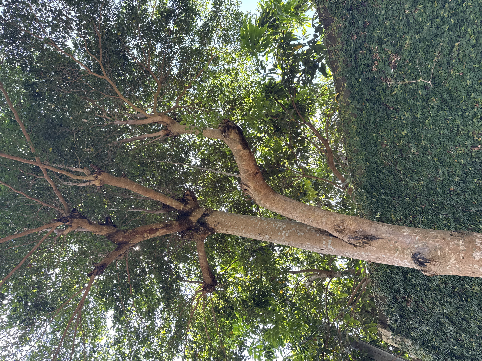 The image is a ground-level shot looking up at a tree, with a section of a wall covered in green vines visible on the right. The tree has a thick, light-brown trunk with multiple branches spreading out towards the top of the frame. The branches are covered with green leaves, and some of the sky is visible through the foliage. The image was taken in Jimbaran, Indonesia.