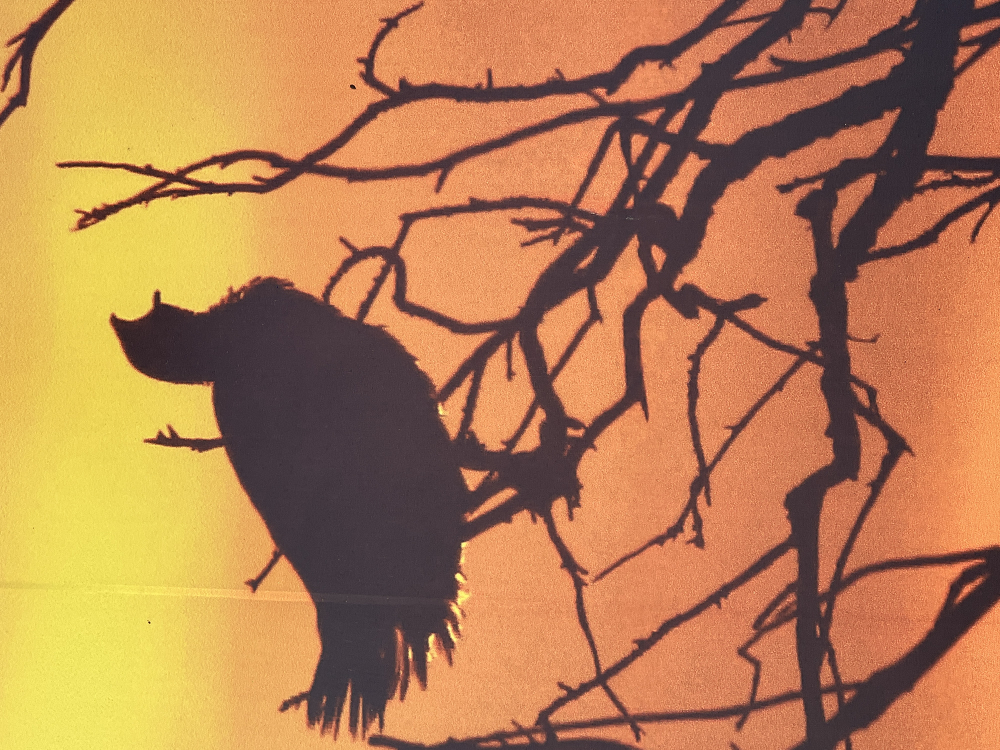 A silhouette of a bird is perched on a leafless tree branch against a gradient background of yellow and orange, resembling a sunset or sunrise. The bird is facing right with its beak open, appearing to be in mid-call. The branches are dark and intricate, creating a stark contrast with the bright sky. The image appears to be a photograph taken outdoors. There is no indication of any specific location in Baku, Azerbaijan.