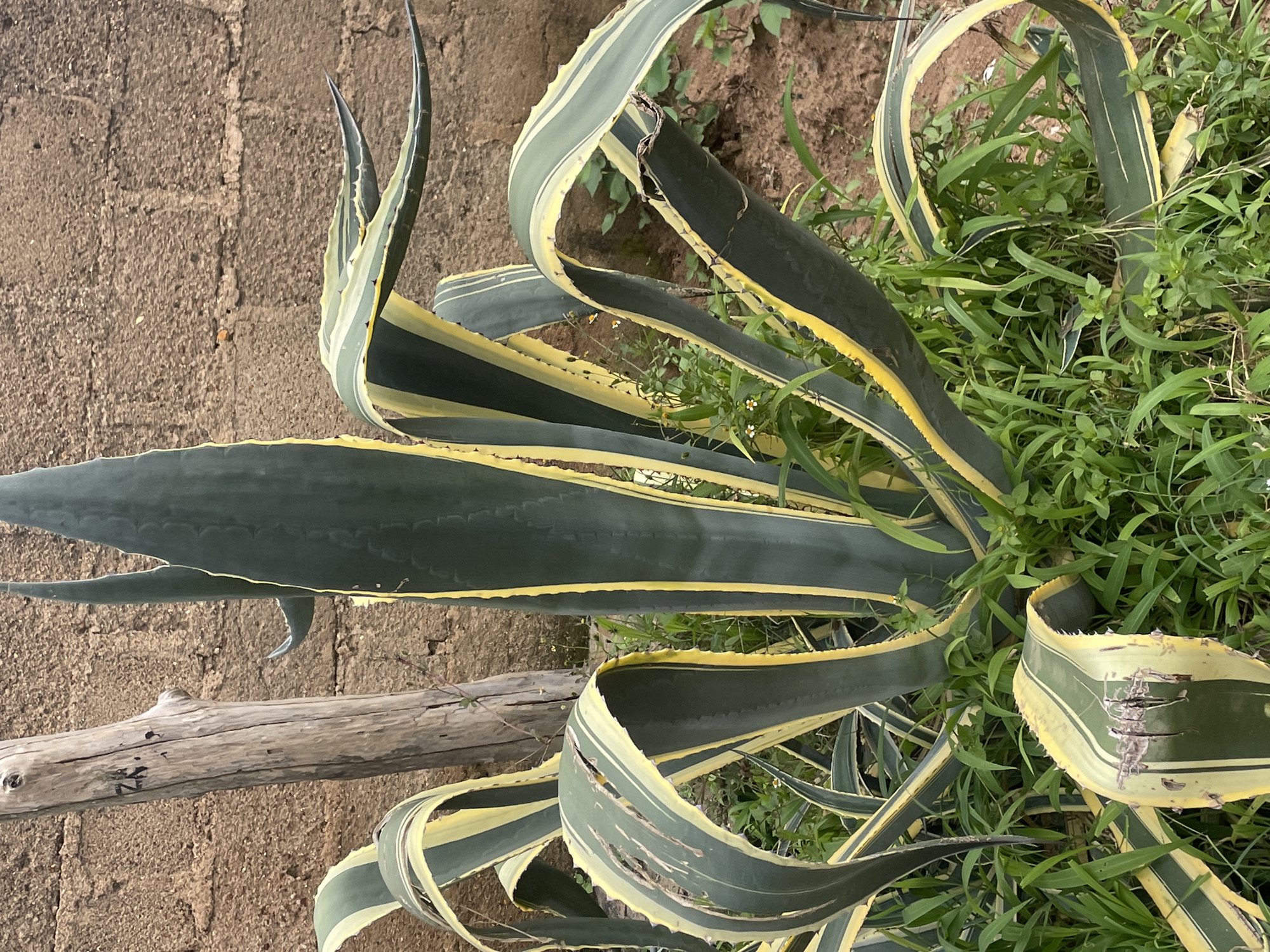 A close-up, eye-level shot captures a large Agave plant with variegated leaves, featuring dark green centers and yellow margins. The plant is situated outdoors in front of a rough, light brown brick wall. To the left of the Agave, a weathered, light gray wooden post stands vertically, with some faint black markings on its surface. The ground around the base of the plant is covered with lush green grass and smaller weeds. The leaves of the Agave are broad and sword-shaped, with some showing signs of damage, such as torn edges and abrasions. The overall impression is a naturalistic scene, likely in a garden or yard setting. The image was taken in New Stadium, Nigeria.