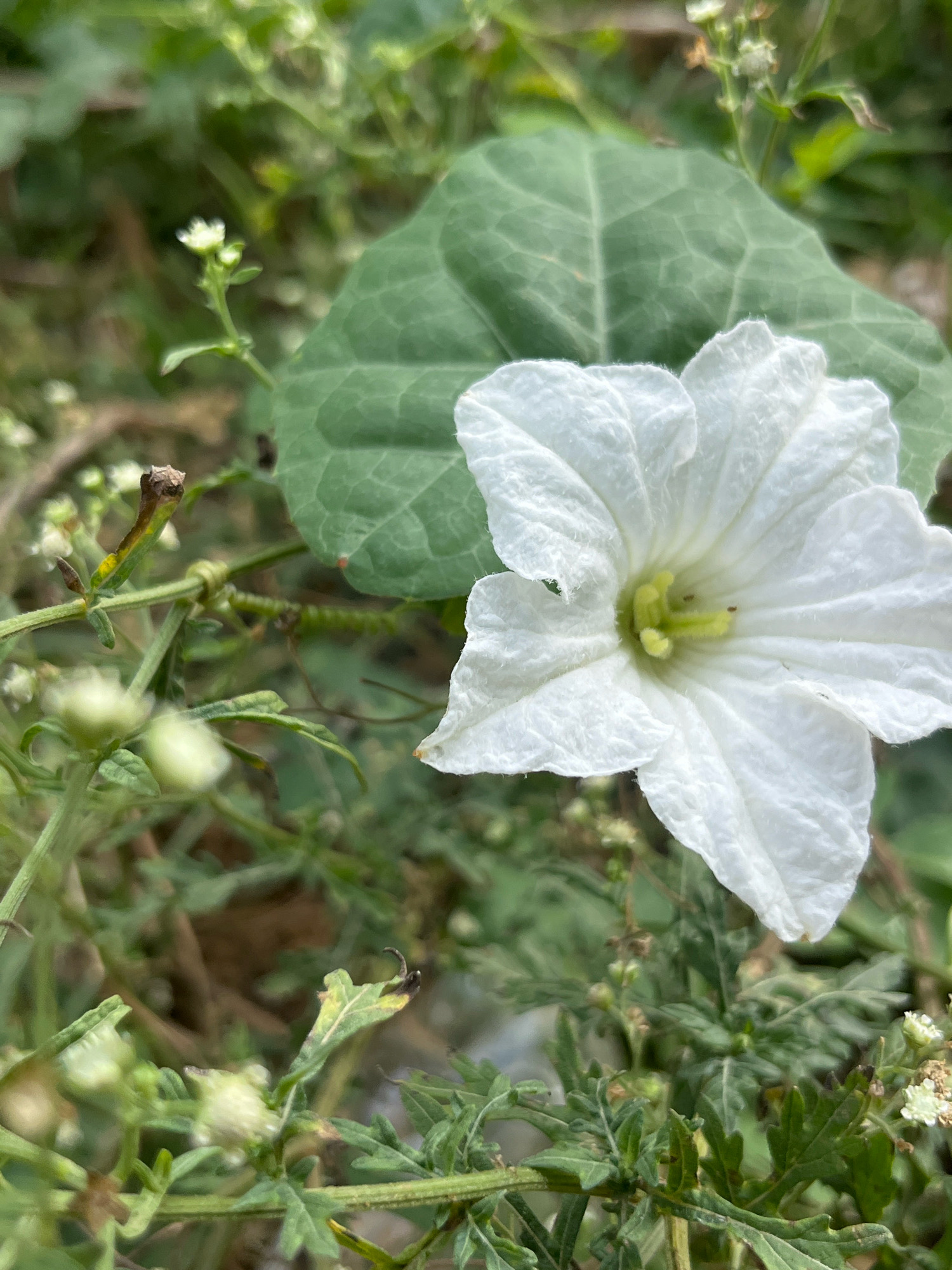 A close-up, vertical shot captures a white flower with delicate, ruffled petals and a pale green center. The flower is positioned on the right side of the frame, partially obscuring a large, textured green leaf behind it. The foreground and background are filled with blurred green foliage, stems, and small white buds, suggesting a natural, outdoor environment. The lighting appears soft and diffused, illuminating the flower without harsh shadows. The image does not contain any discernible elements that would indicate its location within the Jaipur Municipal Corporation, India.