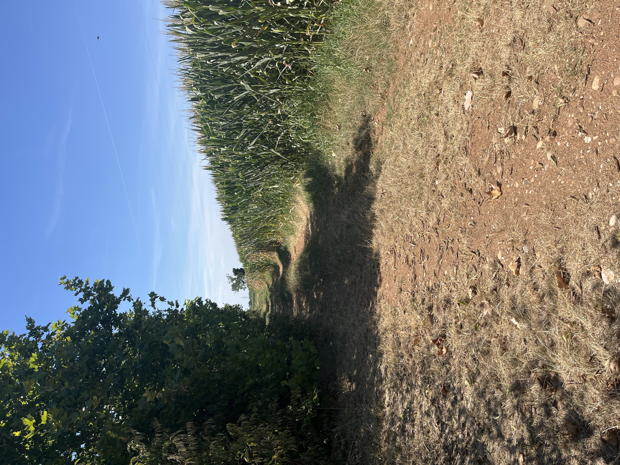 The image depicts a rural scene on a sunny day, likely in or near Castiglione delle Stiviere, Italy, given the context. The foreground is a dirt path covered with dry, yellowed grass and fallen leaves. The path leads into the distance, curving gently. To the left of the path is a dense line of trees with lush green foliage, casting shadows onto the path. To the right of the path, a tall cornfield stretches out, its green stalks reaching towards the clear blue sky. The sky is bright with a few wispy white clouds and a thin contrail from an aircraft. A single bird is visible in flight in the upper right quadrant of the image. In the distance, a lone tree stands in a field, and a faint silhouette of power lines can be seen against the horizon. The overall impression is one of a warm, dry summer day in a cultivated rural landscape.