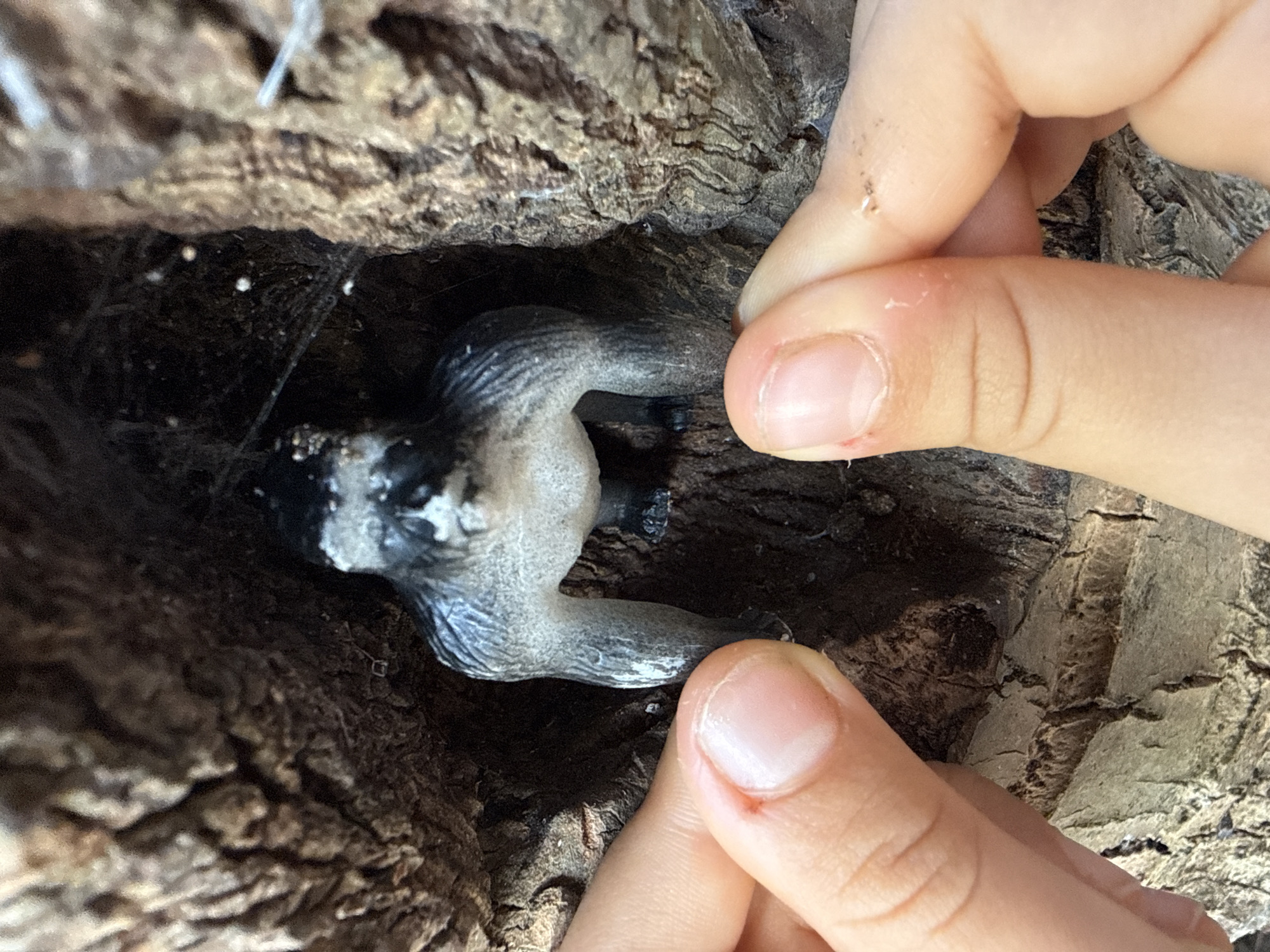 A close-up shot captures a miniature plastic gorilla figure positioned within a dark cavity in a tree trunk. The gorilla is gray and black, with detailed sculpting of its musculature and facial features. It is facing forward, with its arms bent and resting on its knees. The surrounding tree bark is rough and textured, with visible grains and crevices. Two human hands, one on the left and one on the right side of the frame, are gently holding the tree trunk open, bringing their fingers close to the gorilla figure. The scene appears to be an outdoor environment, likely a park or garden, given the natural setting of the tree. There is no identifiable location in the city of Denpasar, Indonesia mentioned in the image.