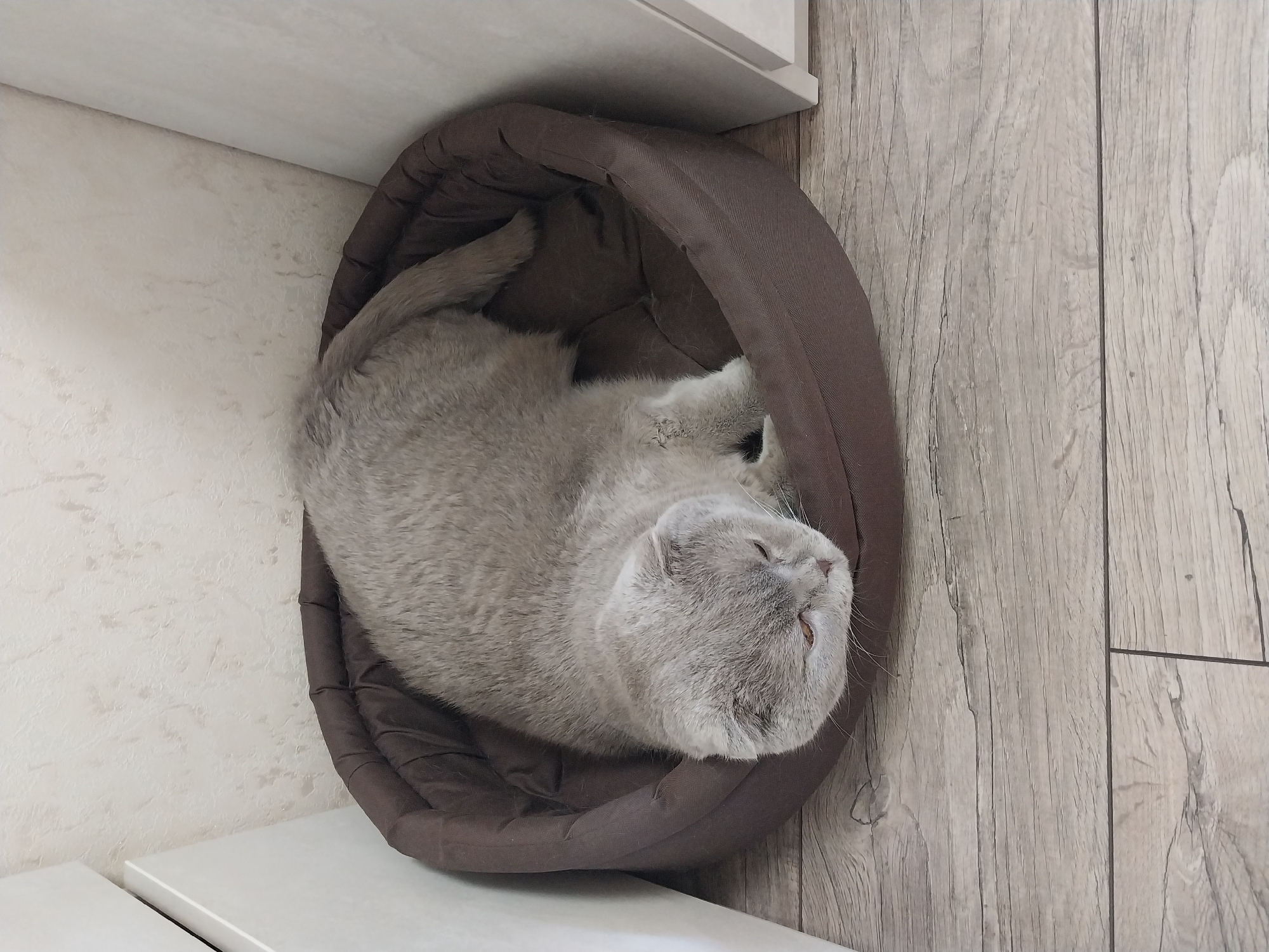 A light gray Scottish Fold cat is resting in a brown pet bed on a wooden floor. The cat is curled up and facing to the left, with its head resting on the edge of the bed. The background consists of a textured wallpaper and white furniture. The image appears to be taken indoors, in a residential setting, with no specific landmarks to indicate the city of Dnipro, Ukraine.